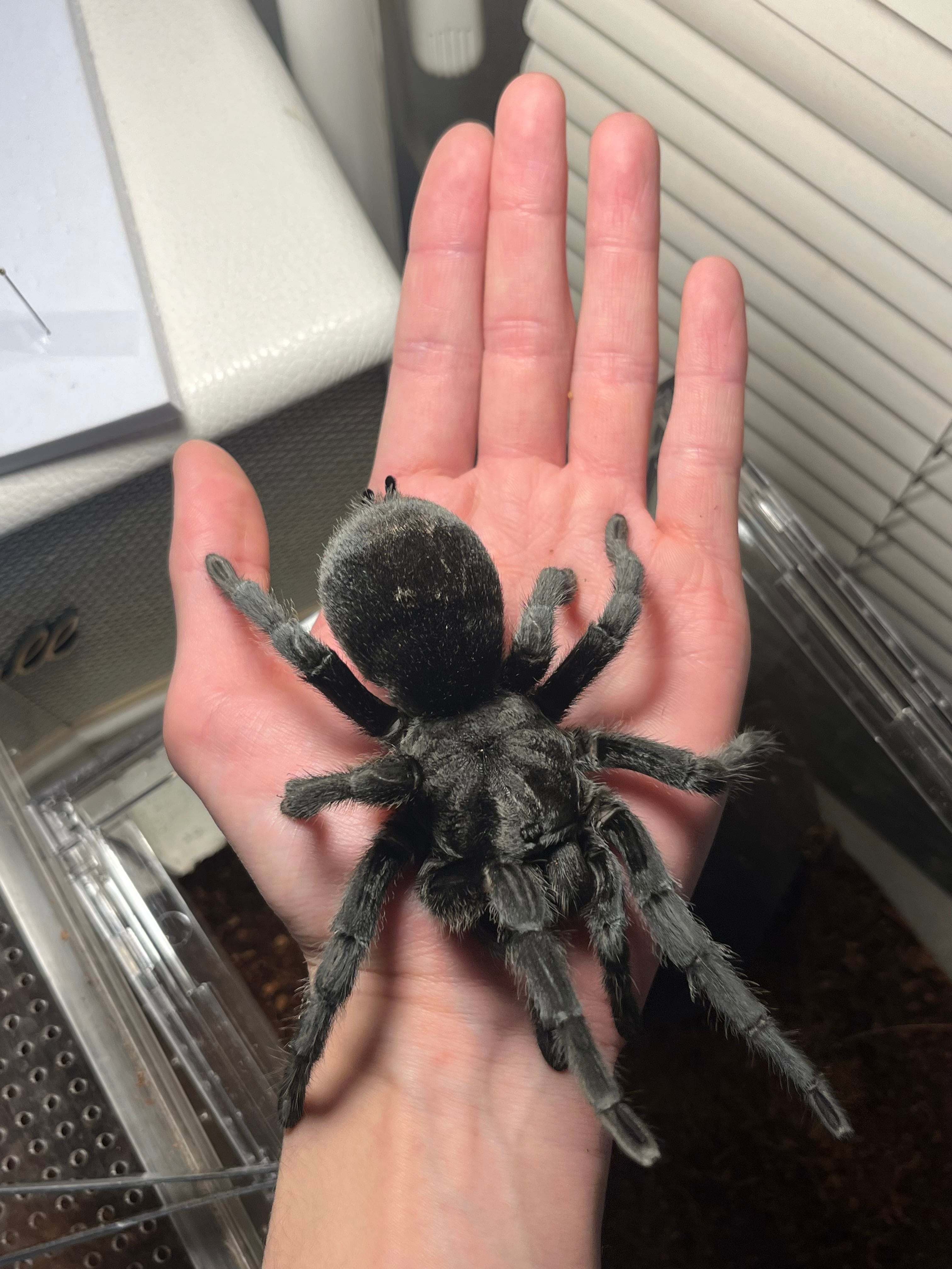【完品標本】ケンランカマキリ スパイダーマンティスレッドローチショウジョウバエ 標本】ケンランカマキリ スパイダーマンティスレッドローチ