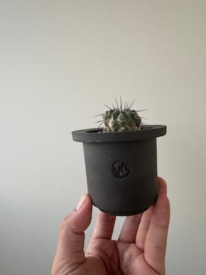 【新着】Copiapoa dealbata × VALIEM GHOST【俺の黒士冠】コピアポア デアルバータ