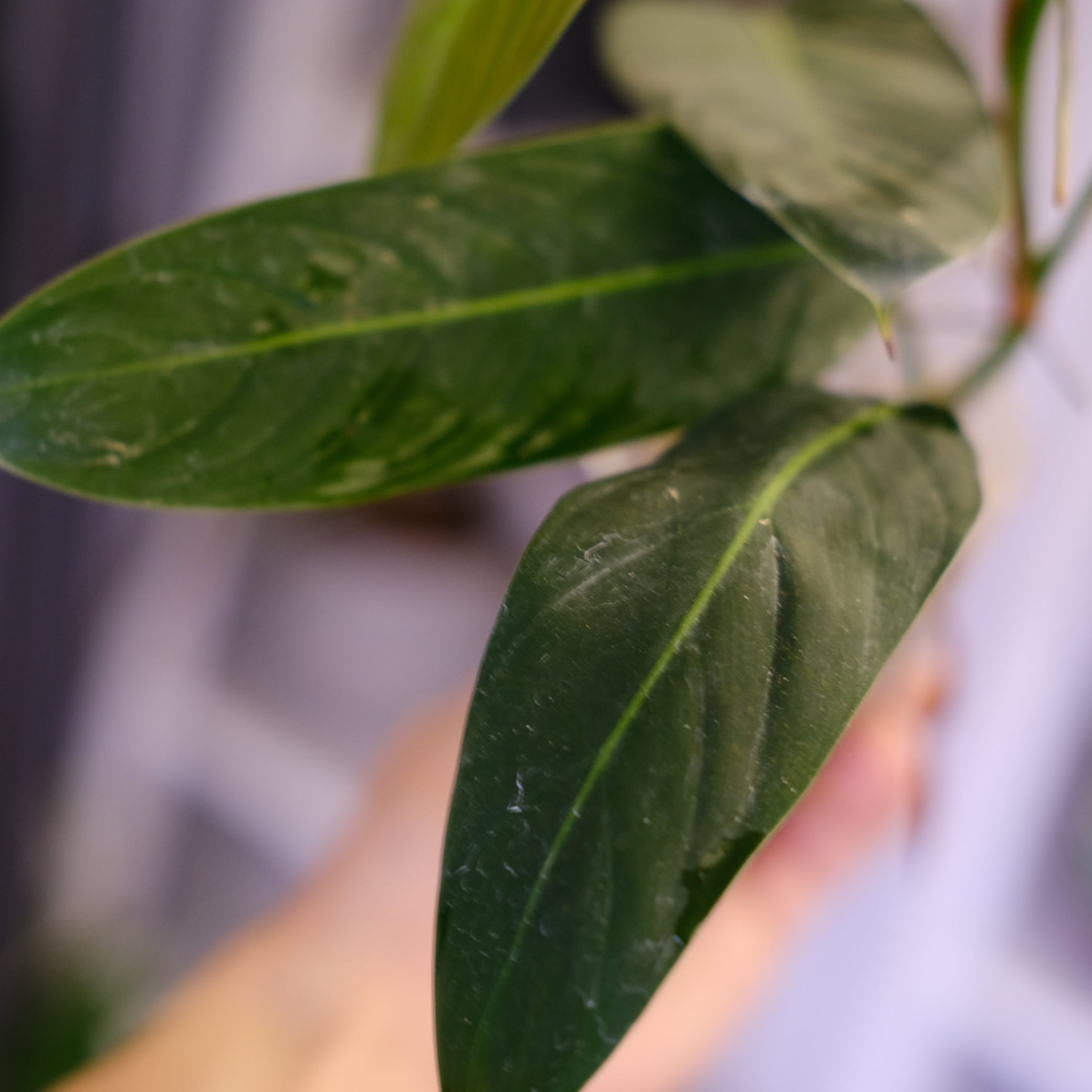 Philodendron heterocraspedon｜フィロデンドロン・ヘテロクラペドン③