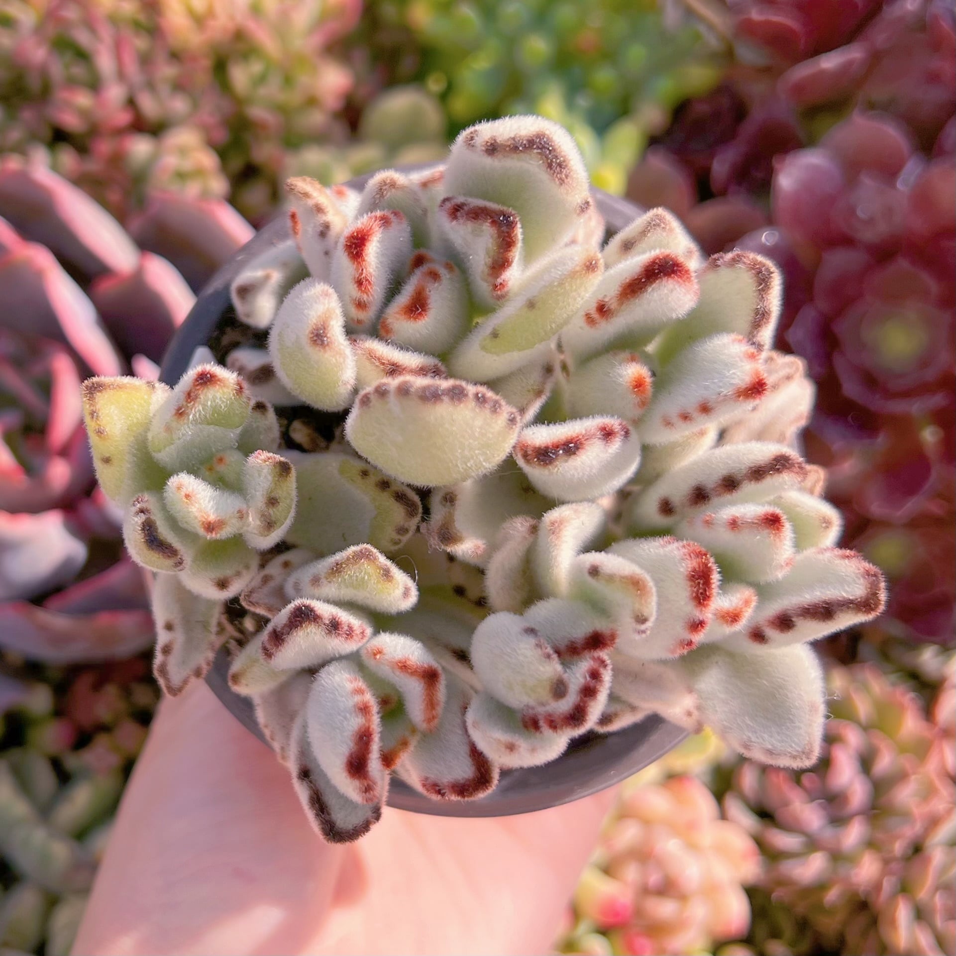 現品　月耳兎#K047　るる農園