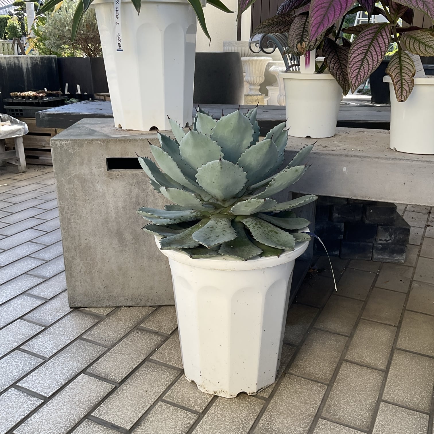 送料無料】【多肉植物】アガベ 10号鉢 | 橋本種苗園