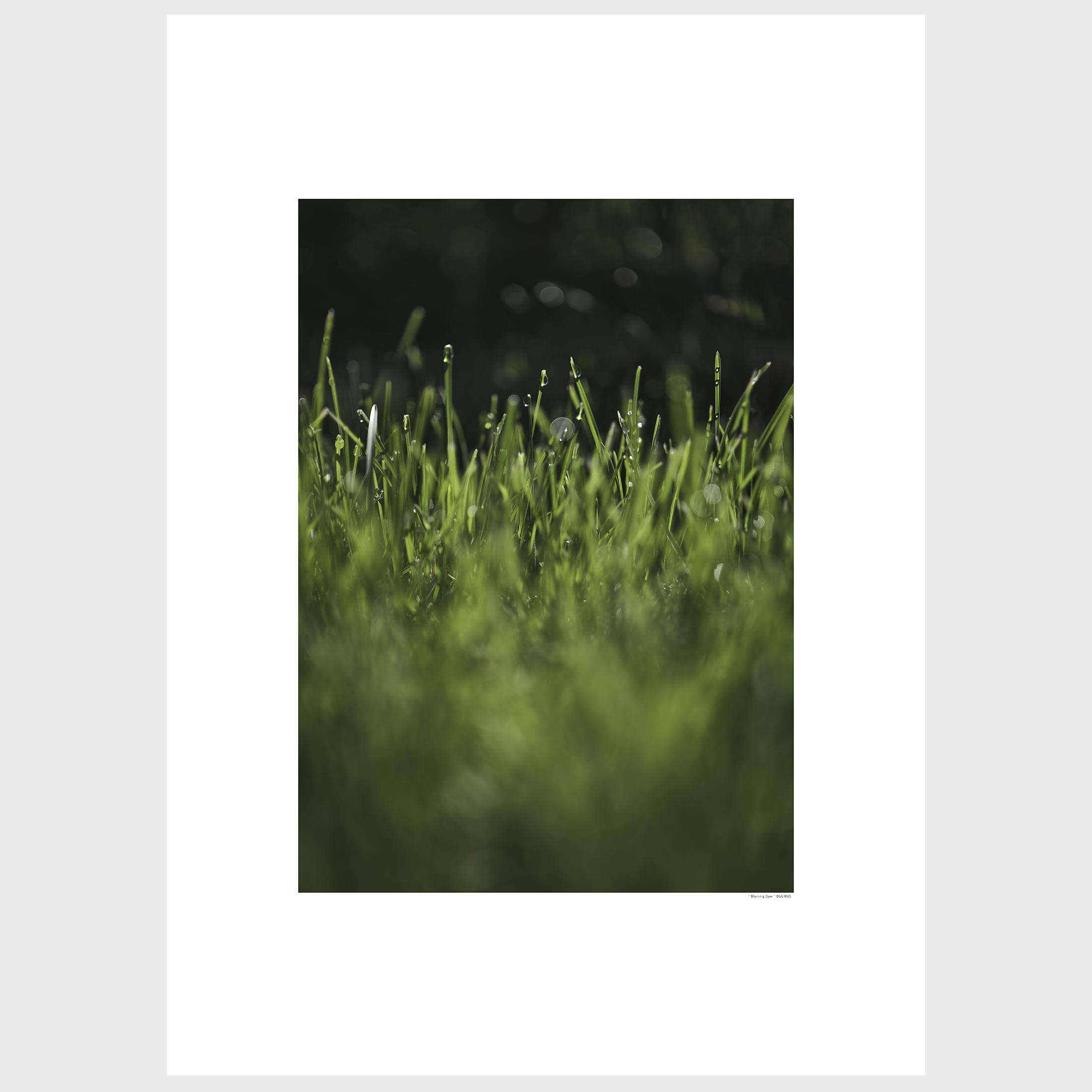 "Morning Dew" 朝露