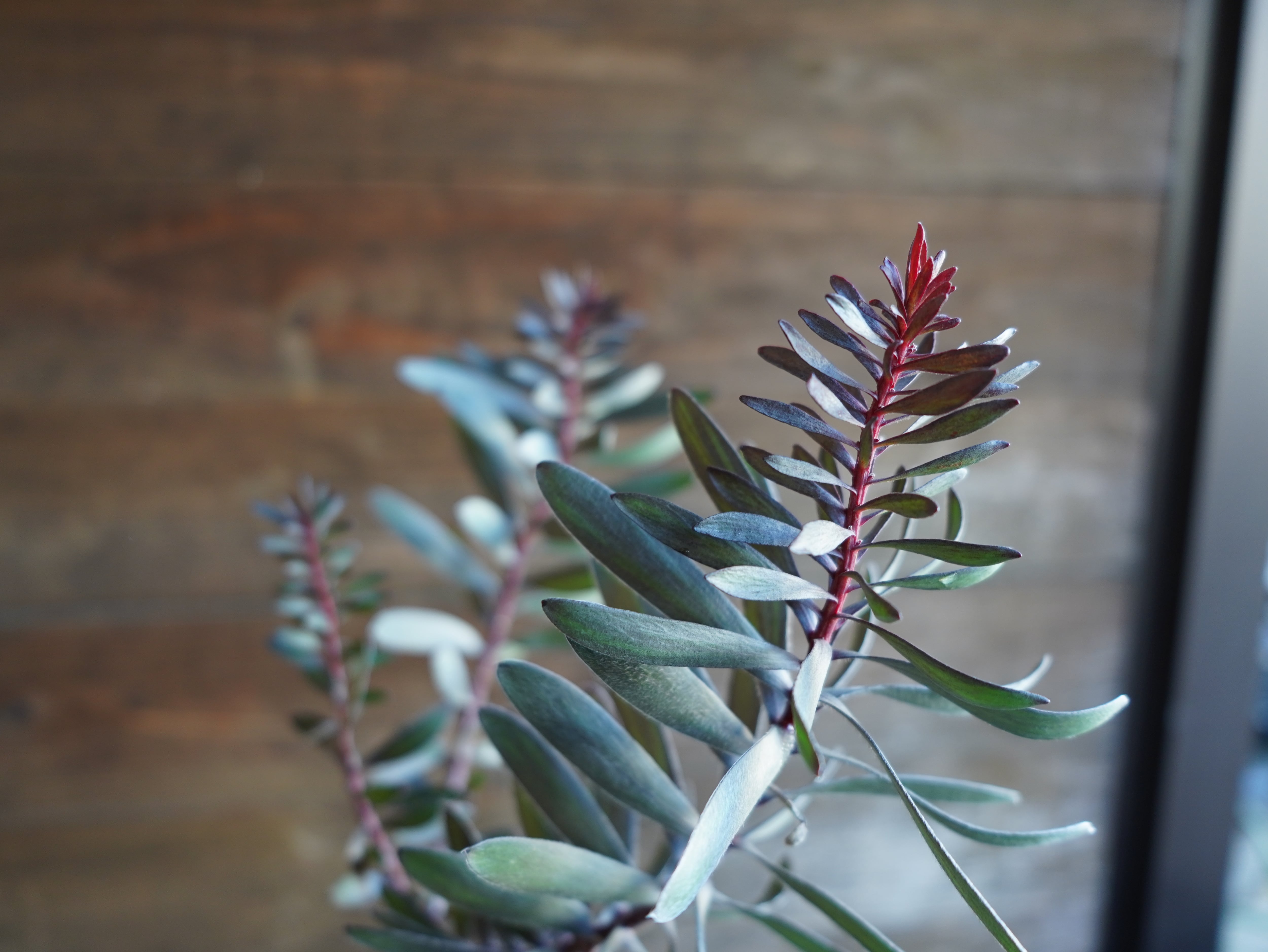 【現物】リューカデンドロン　”エボニー”　C