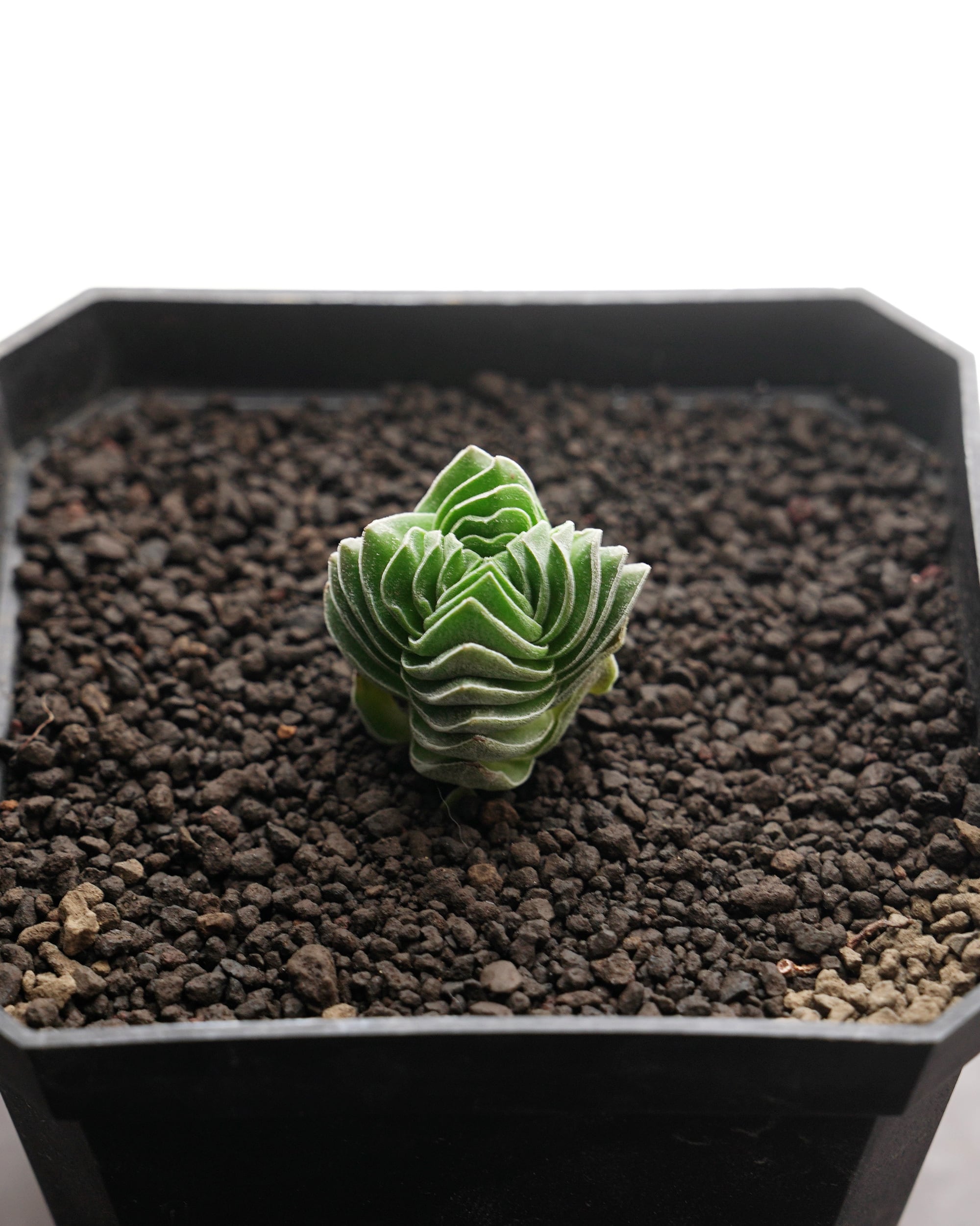 PREMIUM】 抜き苗 マーガレットレッピン錦 大株 Graptoveria