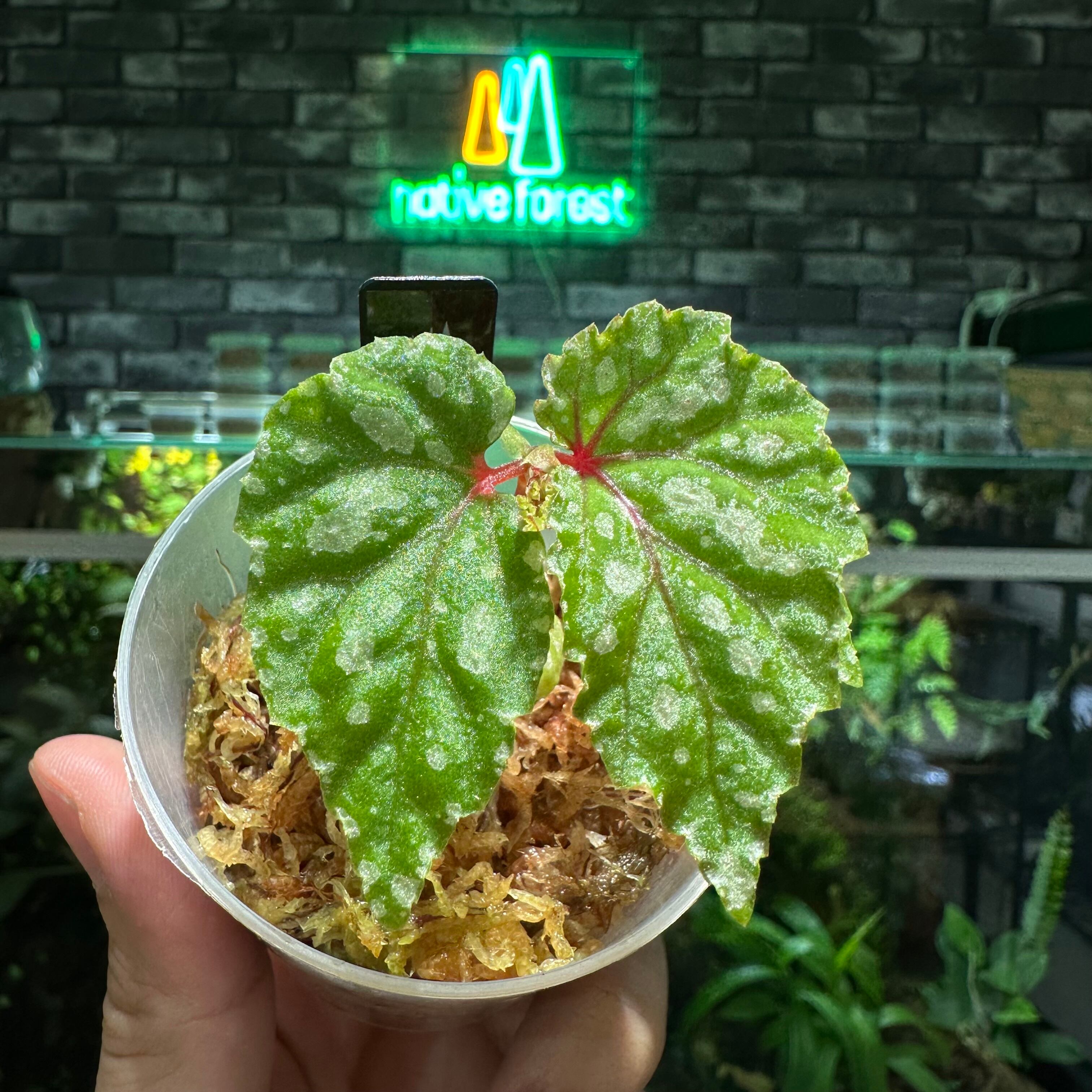 フィロデンドロン ビレッティア 斑入り 大株【激レア】Philodendron