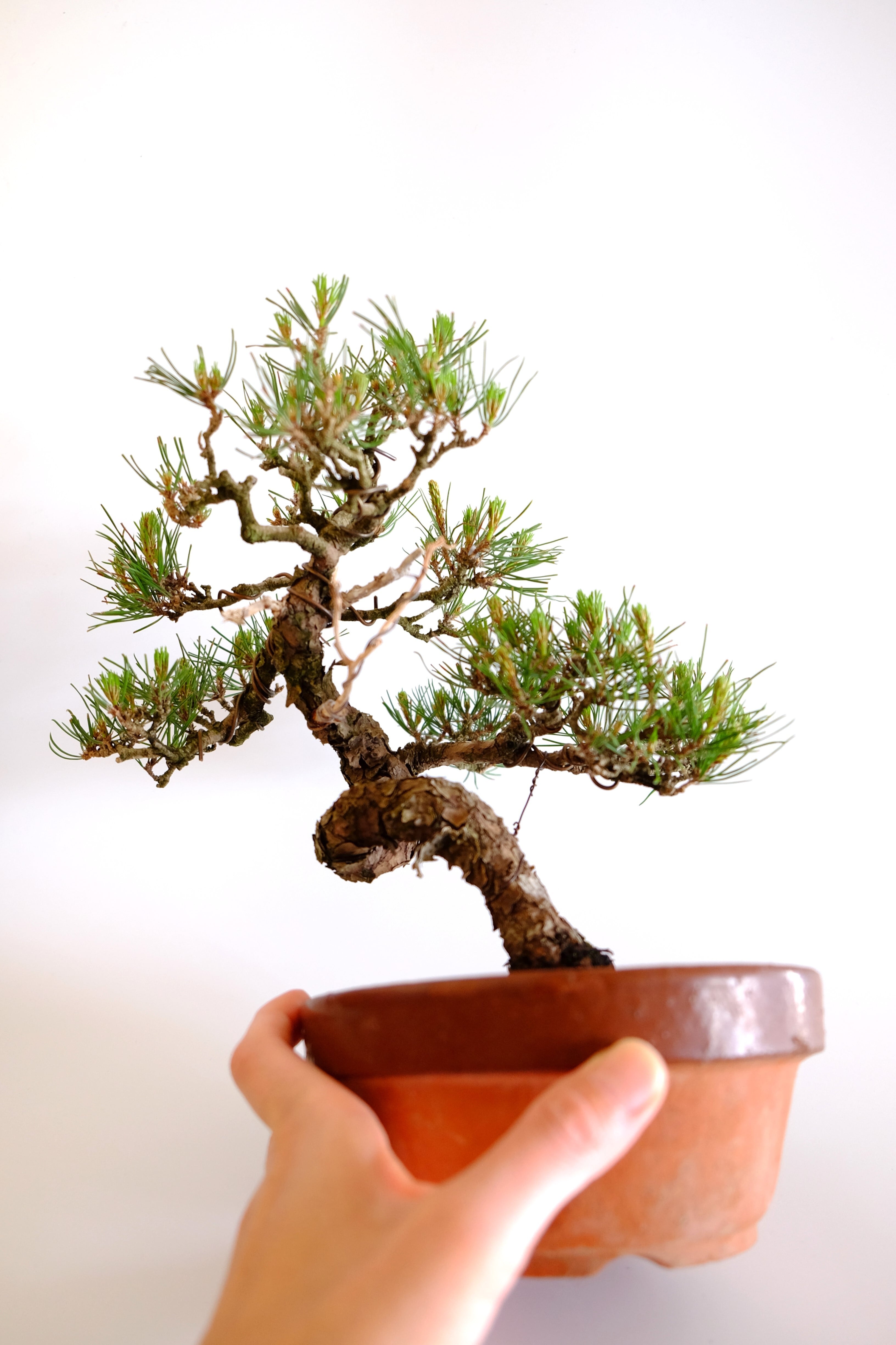 赤松盆栽♪♪ 14. 赤松 Akamatsu (Red pine) | BONSAI CLUB TOKYO