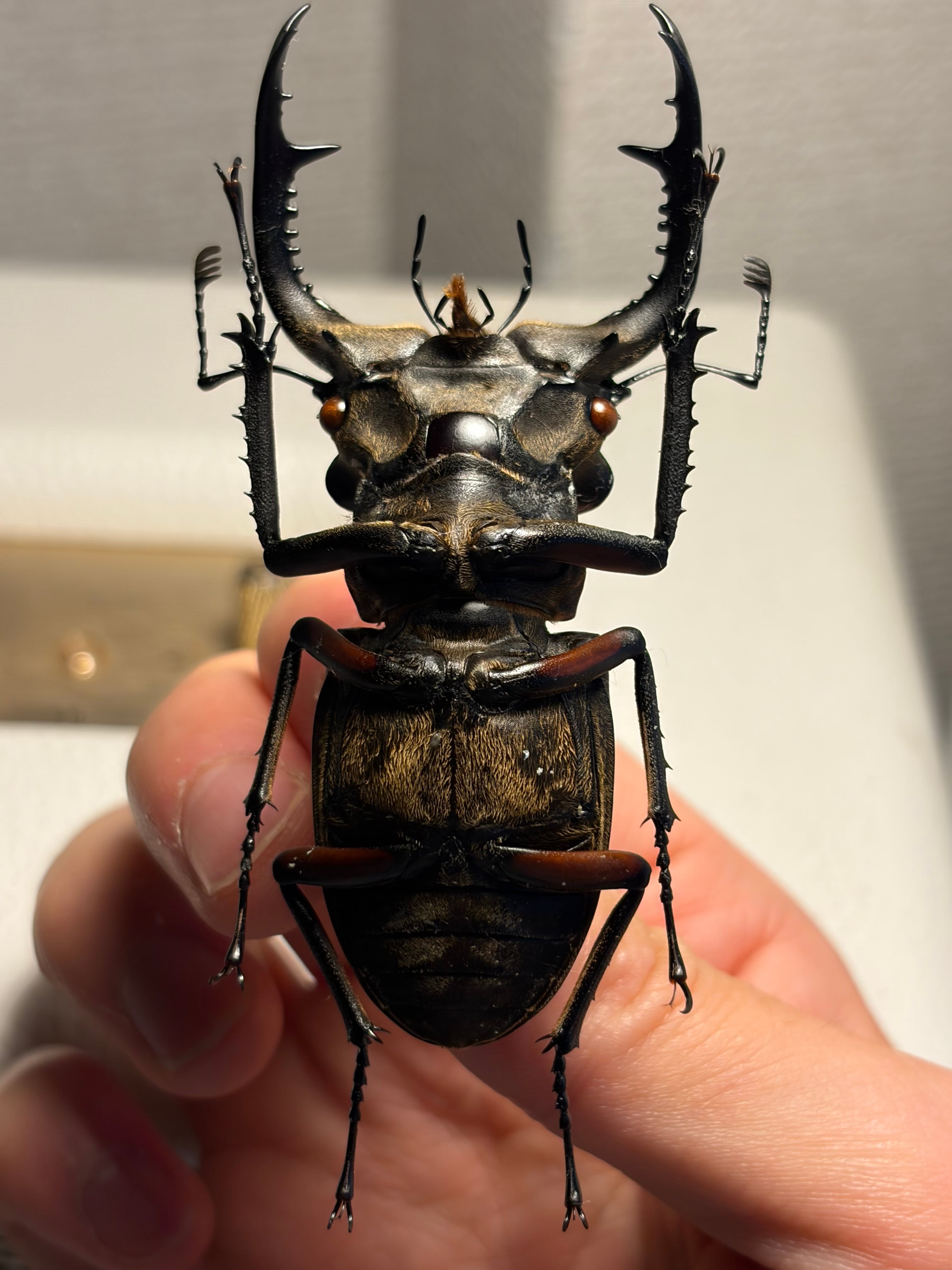 顎比率最大種】カンターミヤマクワガタ 76mm♂ 昆虫標本 標本