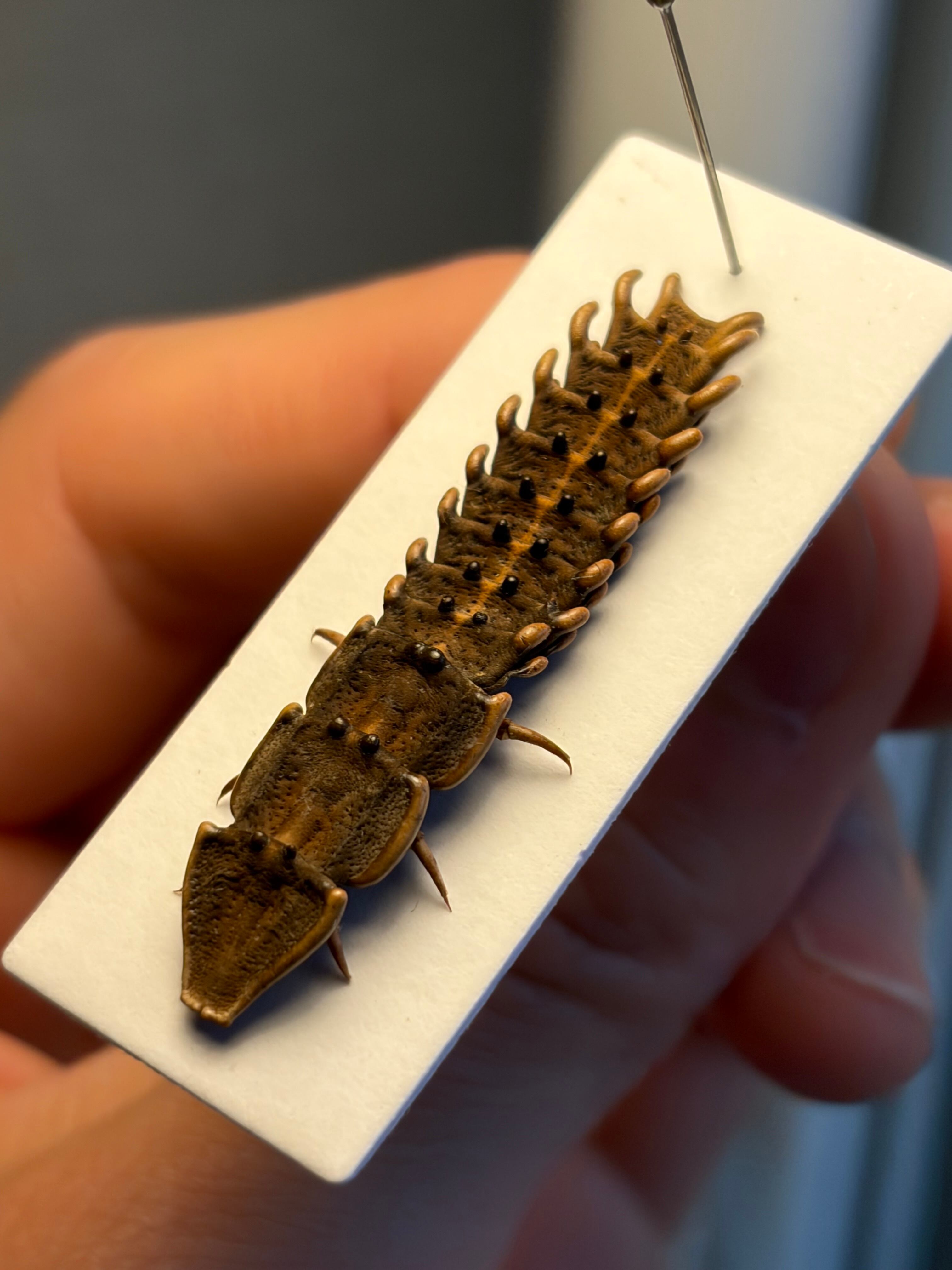 長細いサンヨウベニボタルの昆虫標本ホタル標本 蛍タランチュラムカデ
