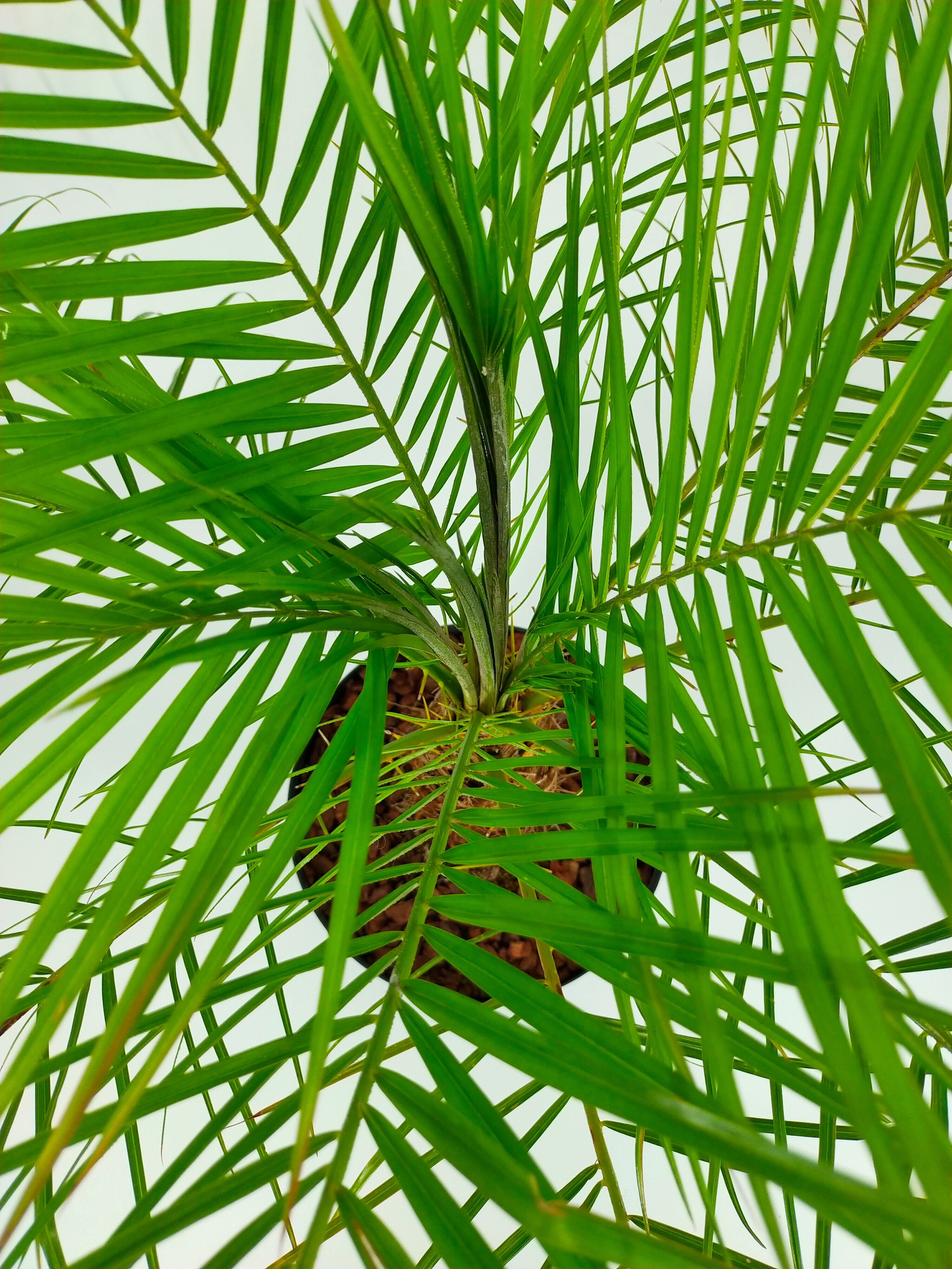 一部予約販売中 フェニックスロベレニー 0 植物 観葉植物