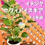 イチジク】『ホワイトイスキア』 | 園芸農家イシヅキちゃんねるショップ