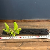 ディスキディア major【1066】