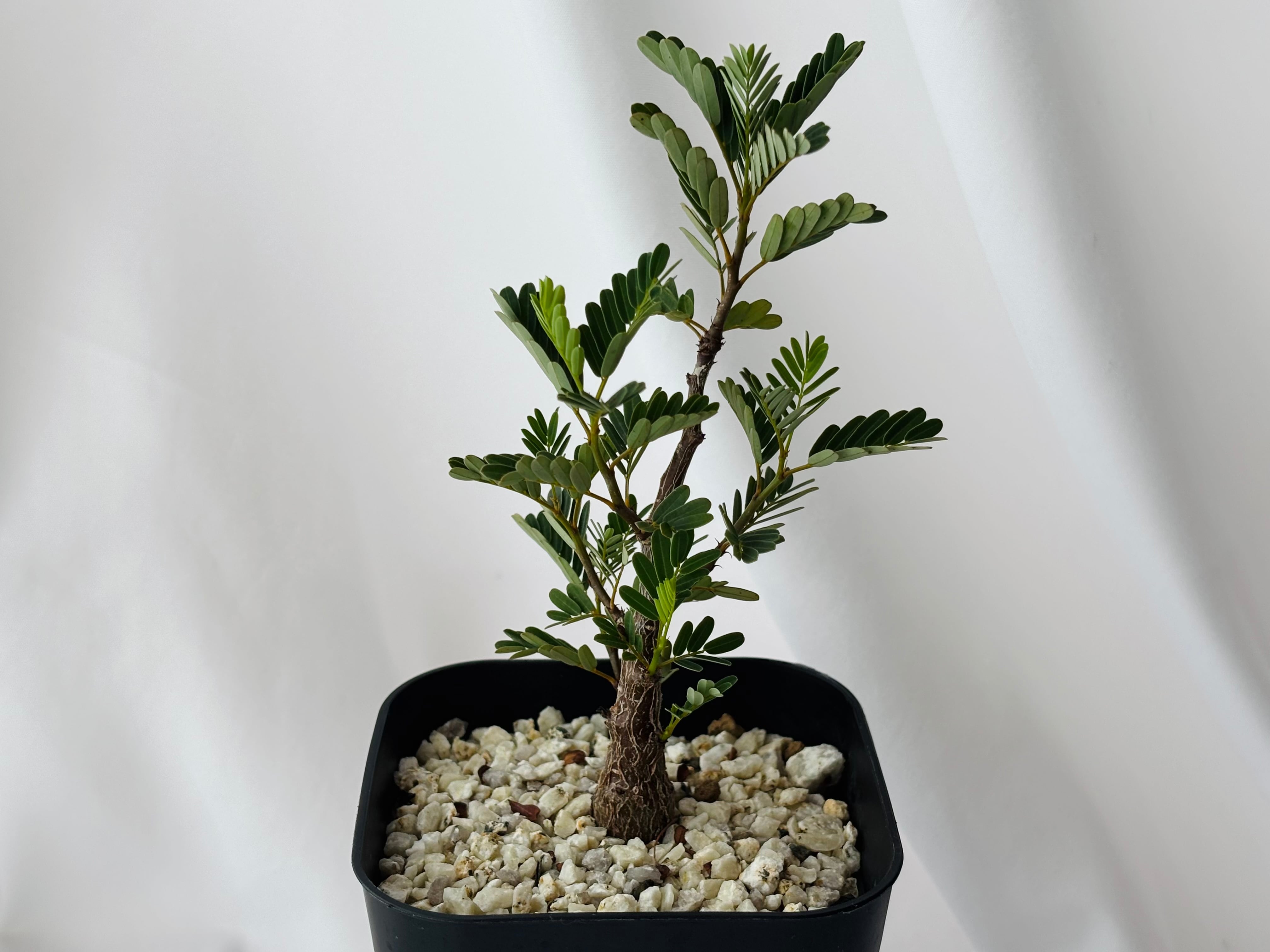 Senna meridionalis センナ メリディオナリス 塊根植物 多肉植物