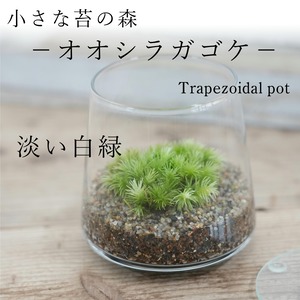 小さな苔の森−オオシラガゴケ−　台形ポット◆落ち着きのある白緑色【苔テラリウム】