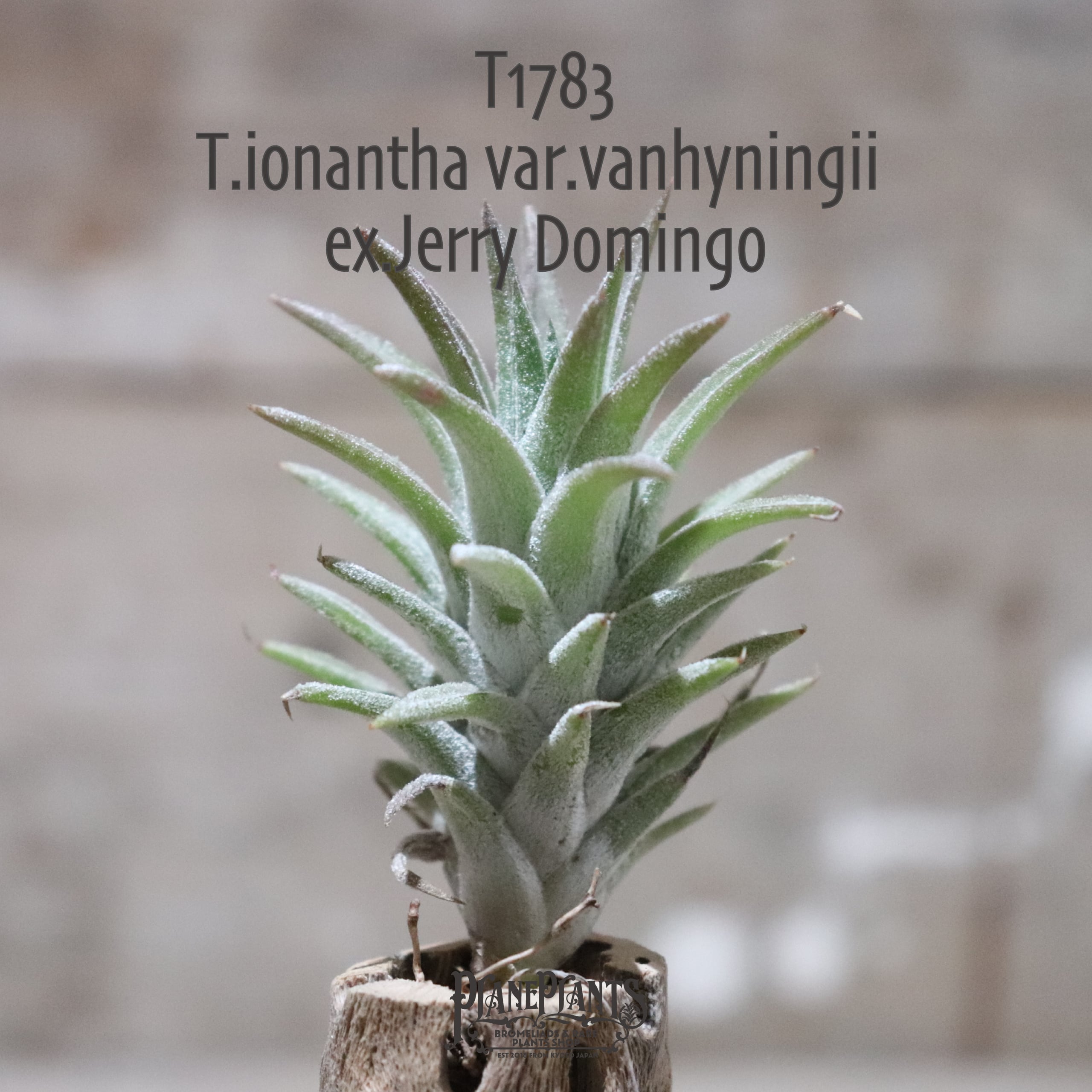 送料無料】 ionantha var.vanhyningii ex.Jerry Domingo〔エアプランツ