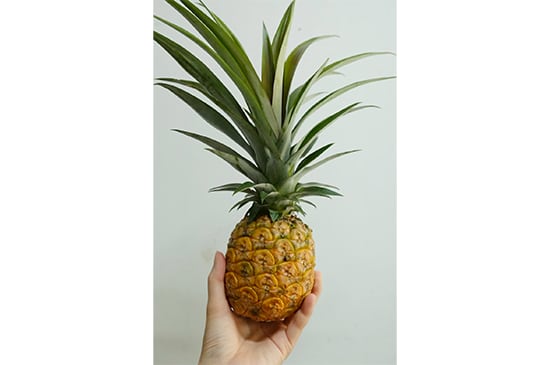 【白桃風味】ホワイトココL・1個