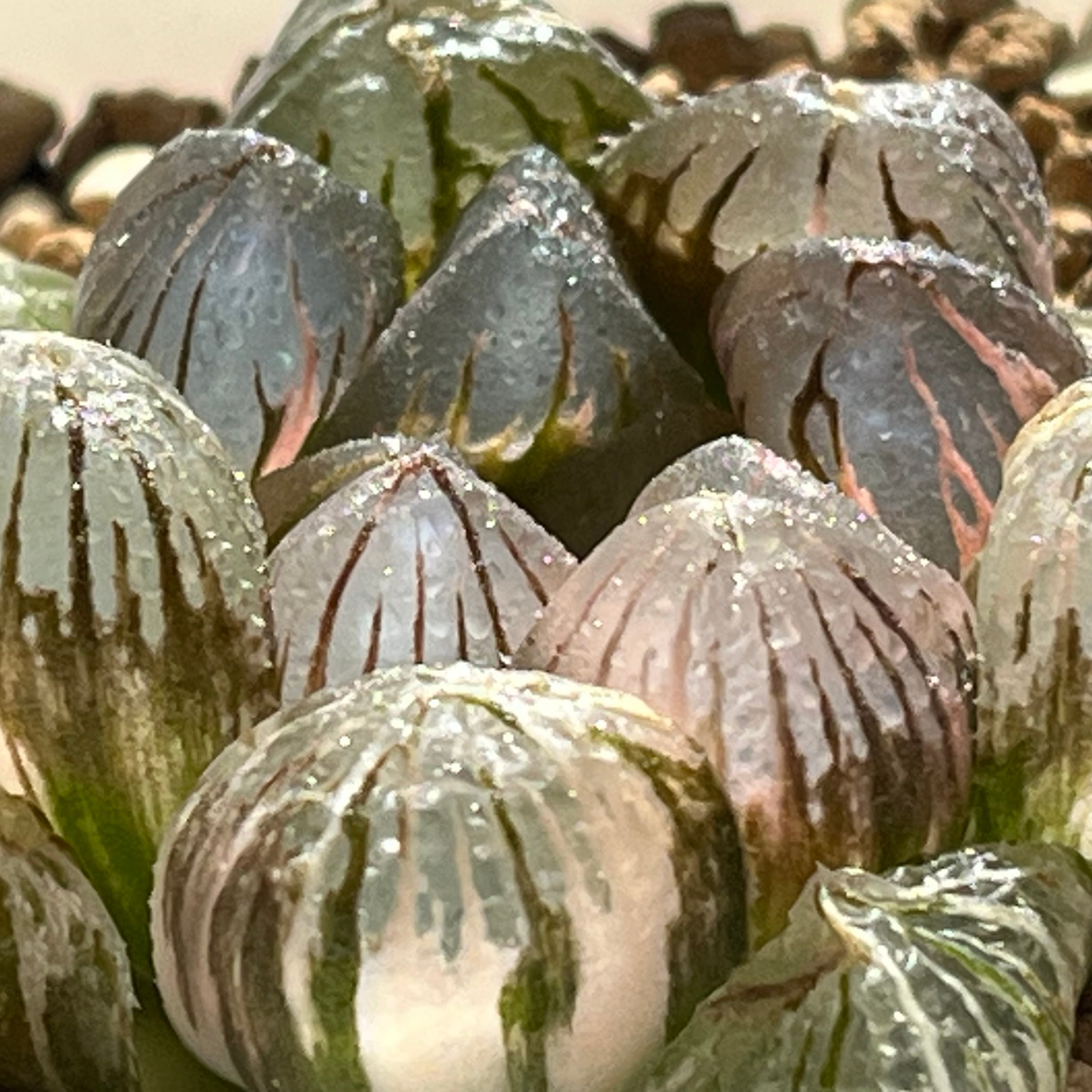 ハオルチア 紫王 オブツーサ錦 | mocono_plants