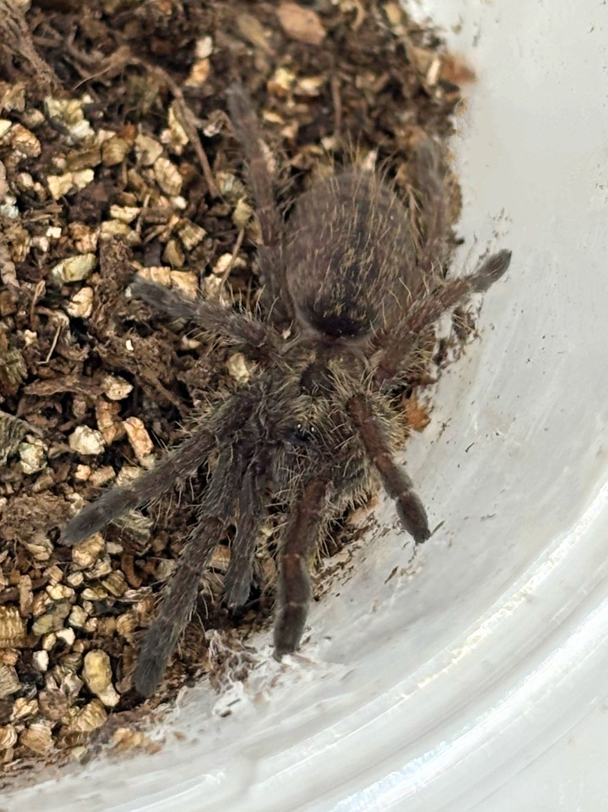 ペルビアンジャイアントセンチピード 1匹 | まるころ商店〜まるくて