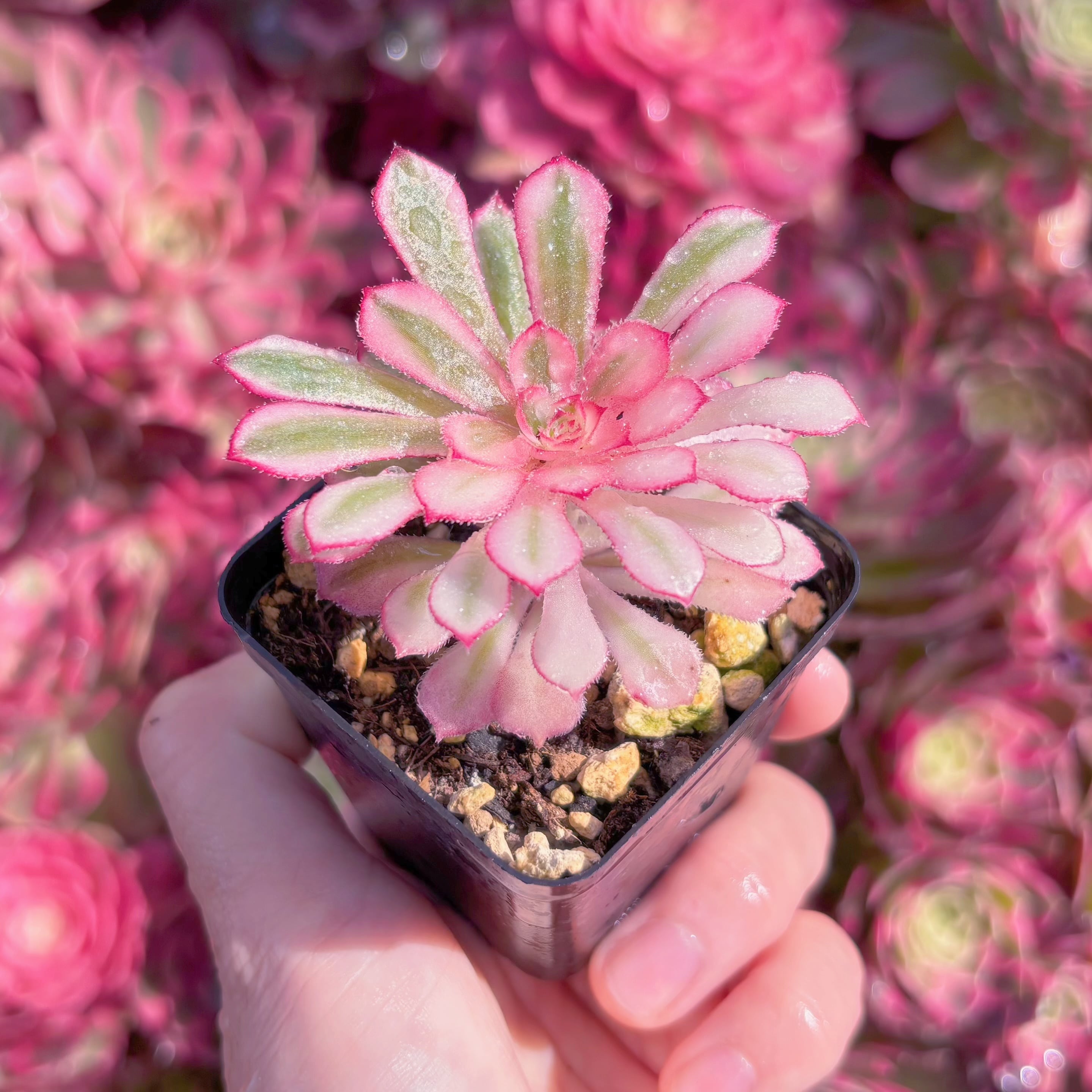 現品　白月光錦#M265　るる農園