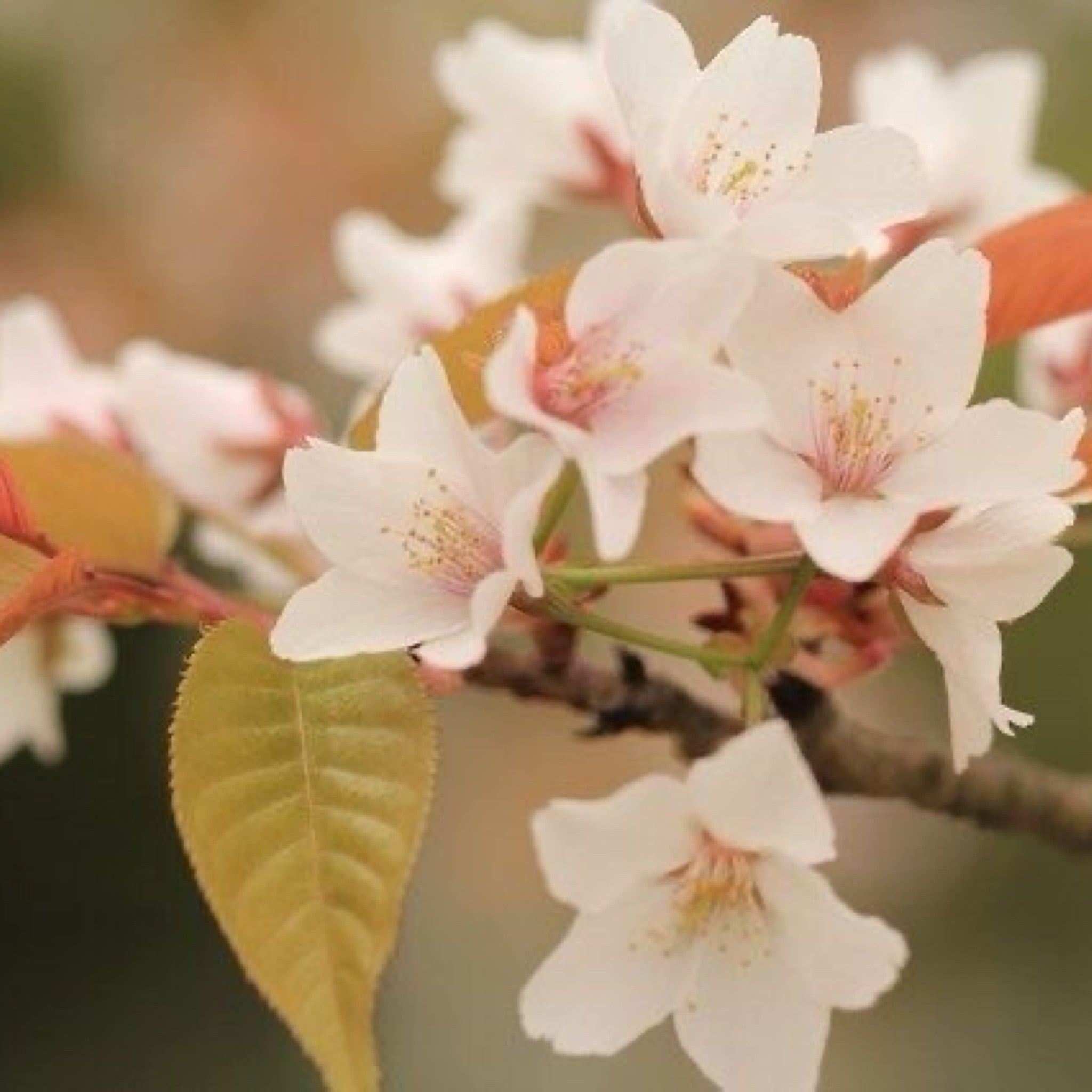 はちみつ 山桜 180㌘ | BEE FARM ASANO
