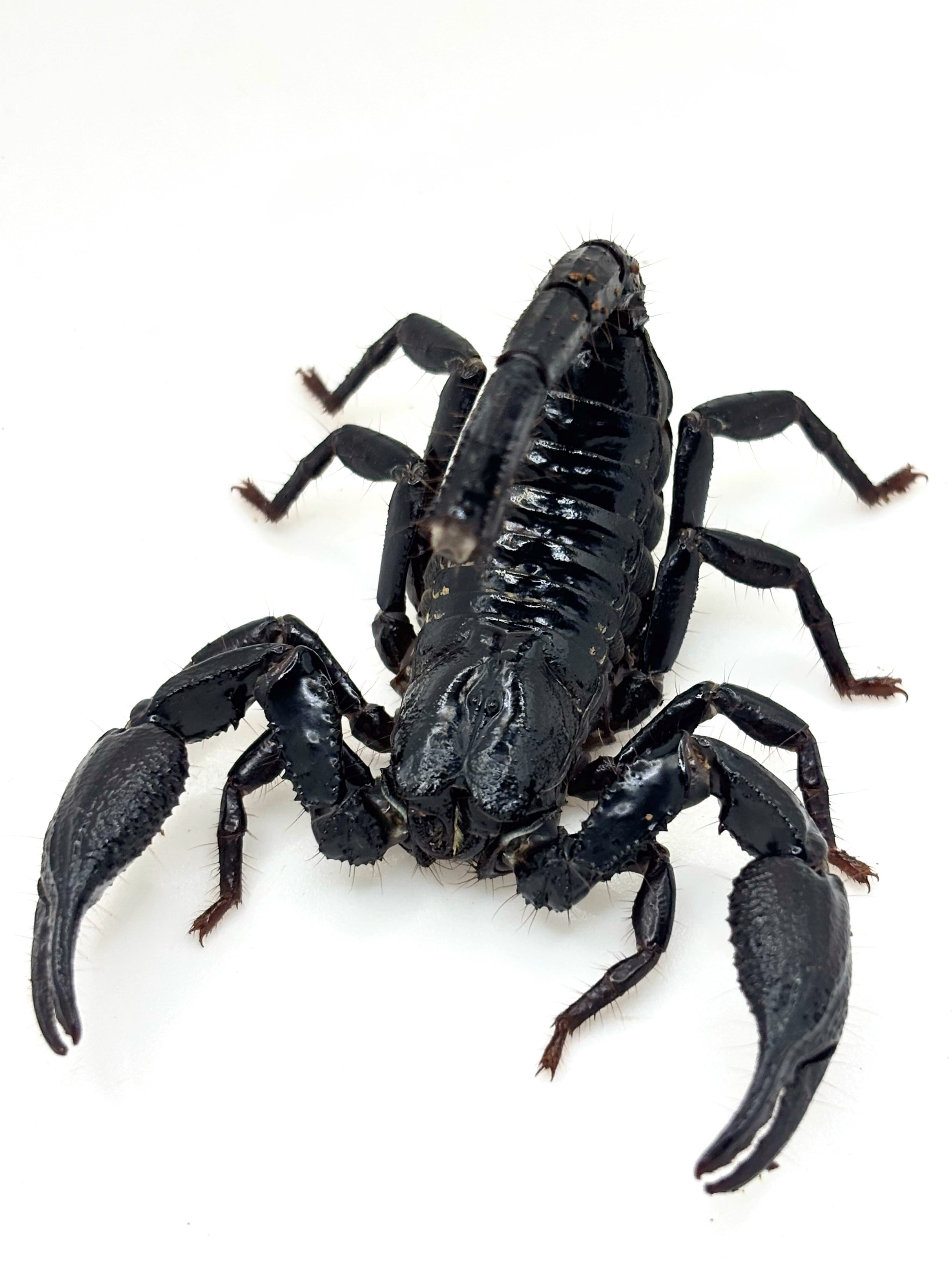 ダイオウサソリ Pandinus imperator CB 1匹 | まるころ商店〜まるくて