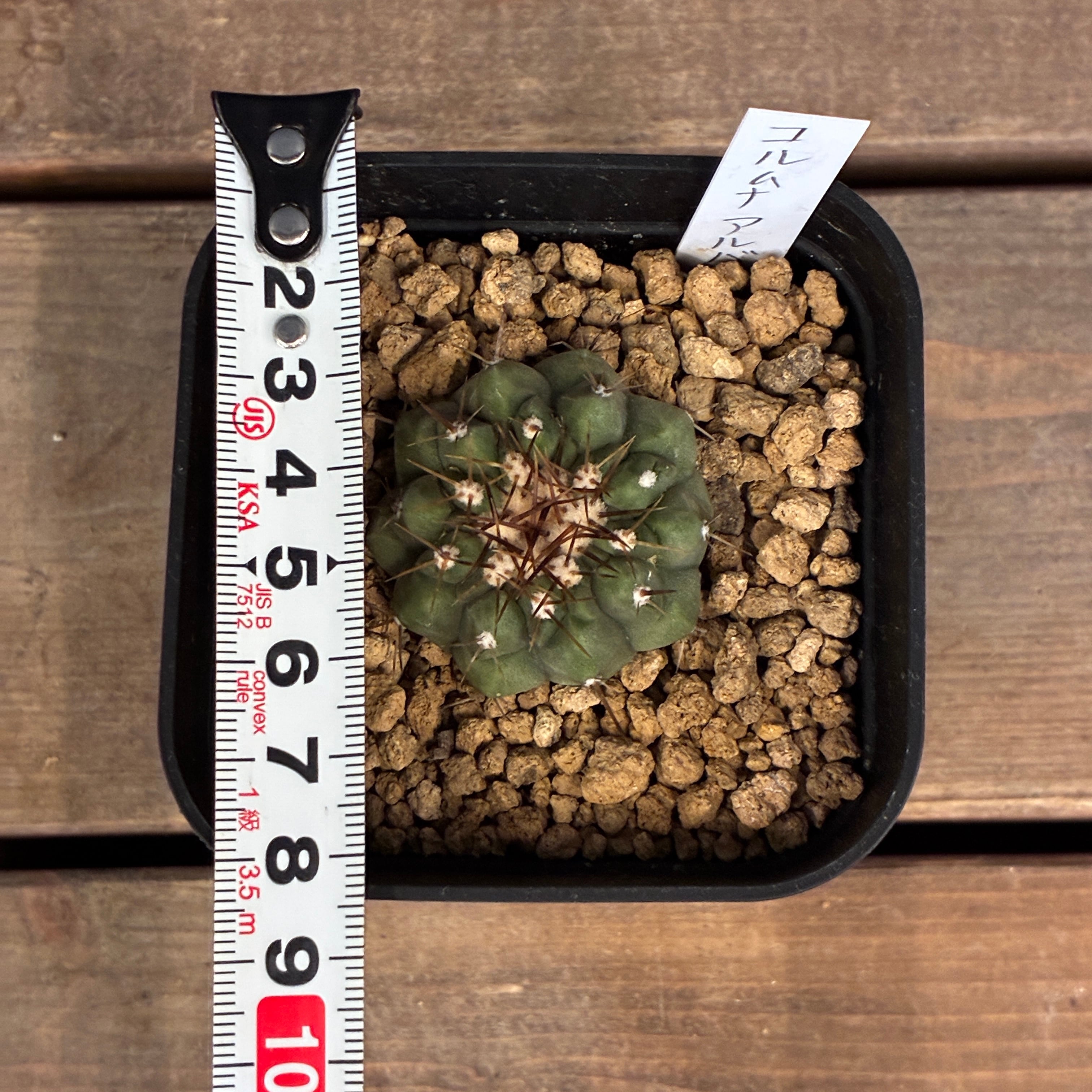 Copiapoa】サボテン コピアポア コルムナアルバ 孤竜丸 実生【348