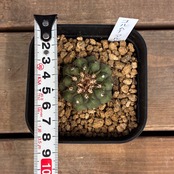 【Copiapoa】サボテン　コピアポア　コルムナアルバ　孤竜丸 実生【348】【再撮影】