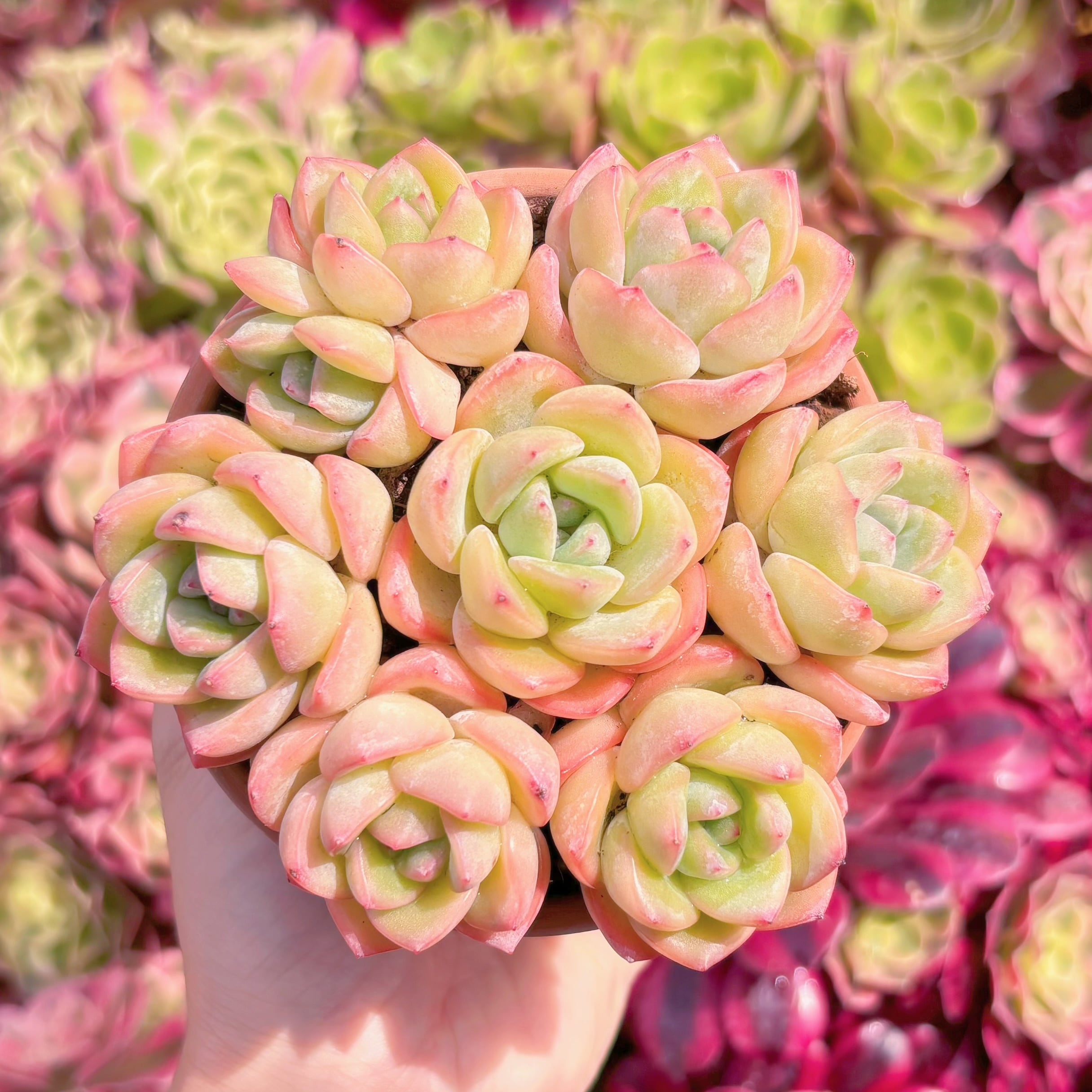多肉植物　センセーション(7苗)　新入荷　るる農園