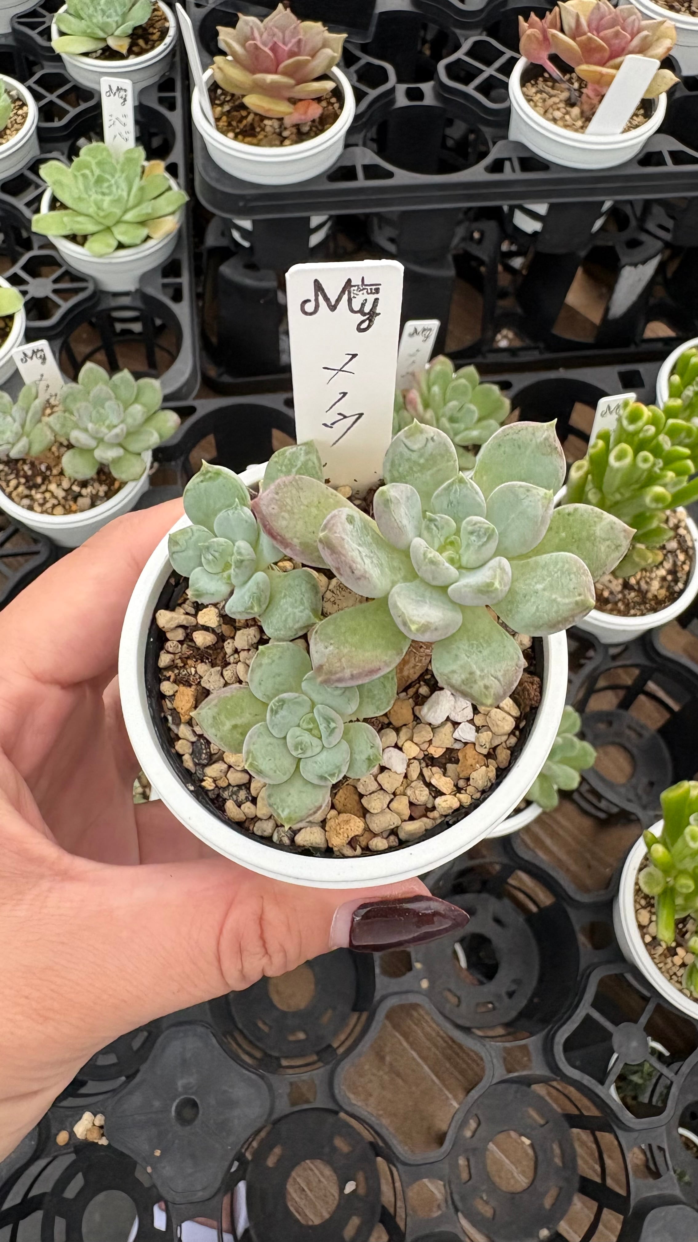 多肉植物 アエオニウム レア 孔雀白錦 美苗 #孔3 | PAY ID