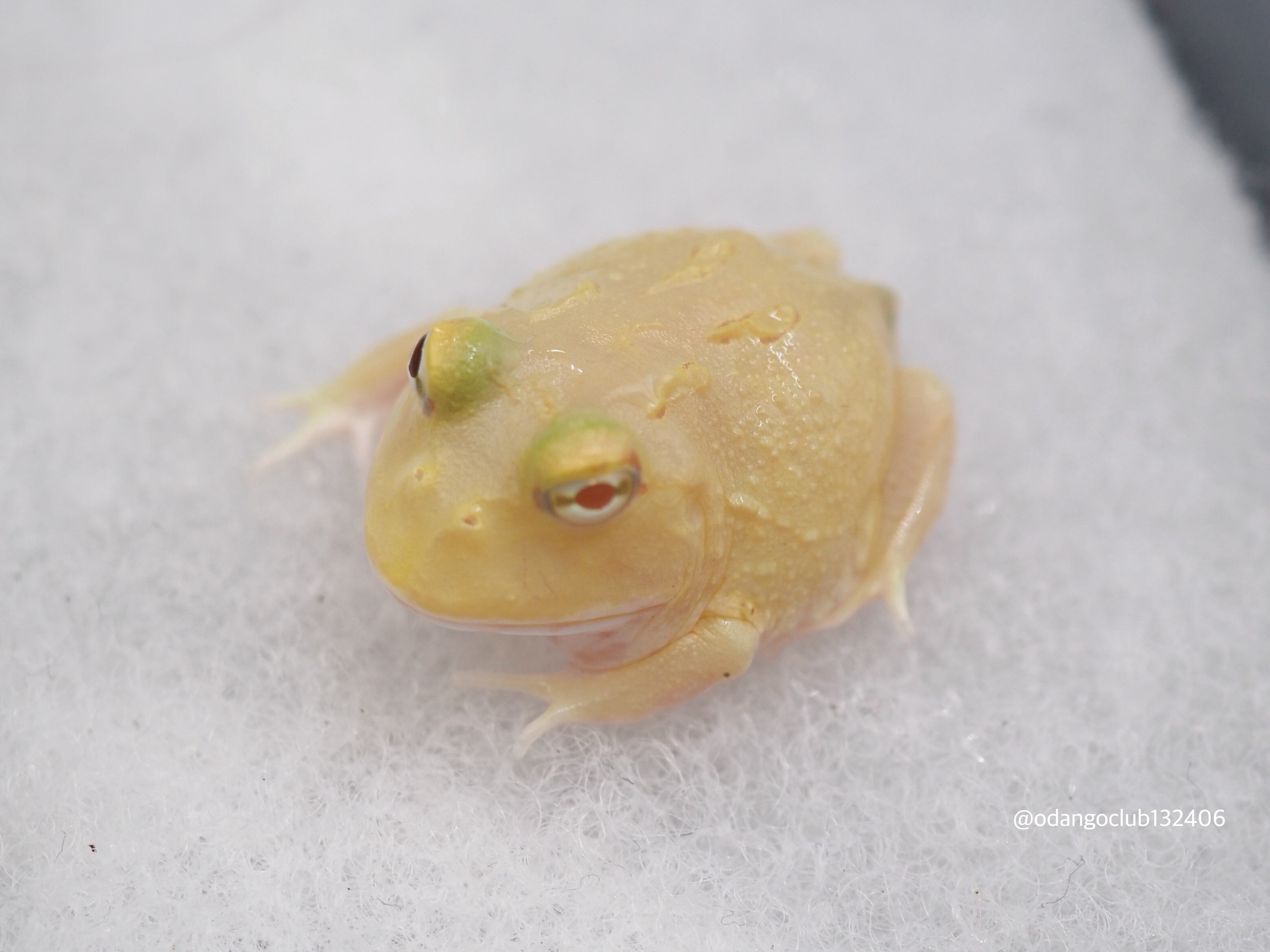 ④クランウェルツノガエル 