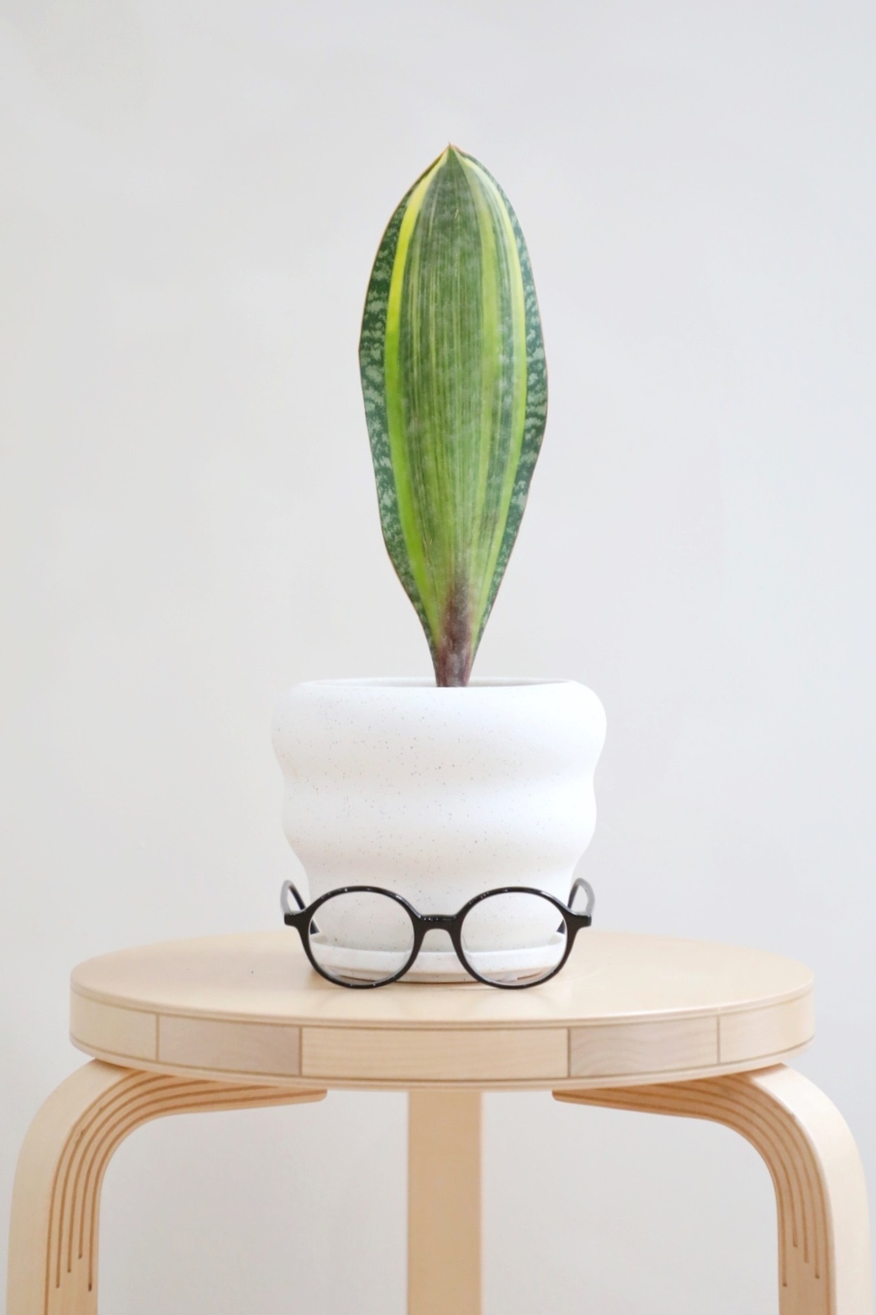 【M】サンスベリア マッソニアーナ バリエガータ/Sansevieria Masoniana