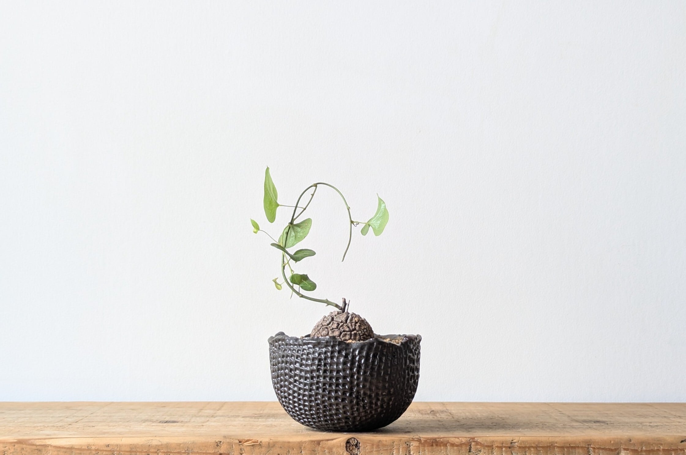 Ramat Planter #76 × アガベ チタノタ シーザー Ramat Planter #76 × アガベ チタノタ シーザー