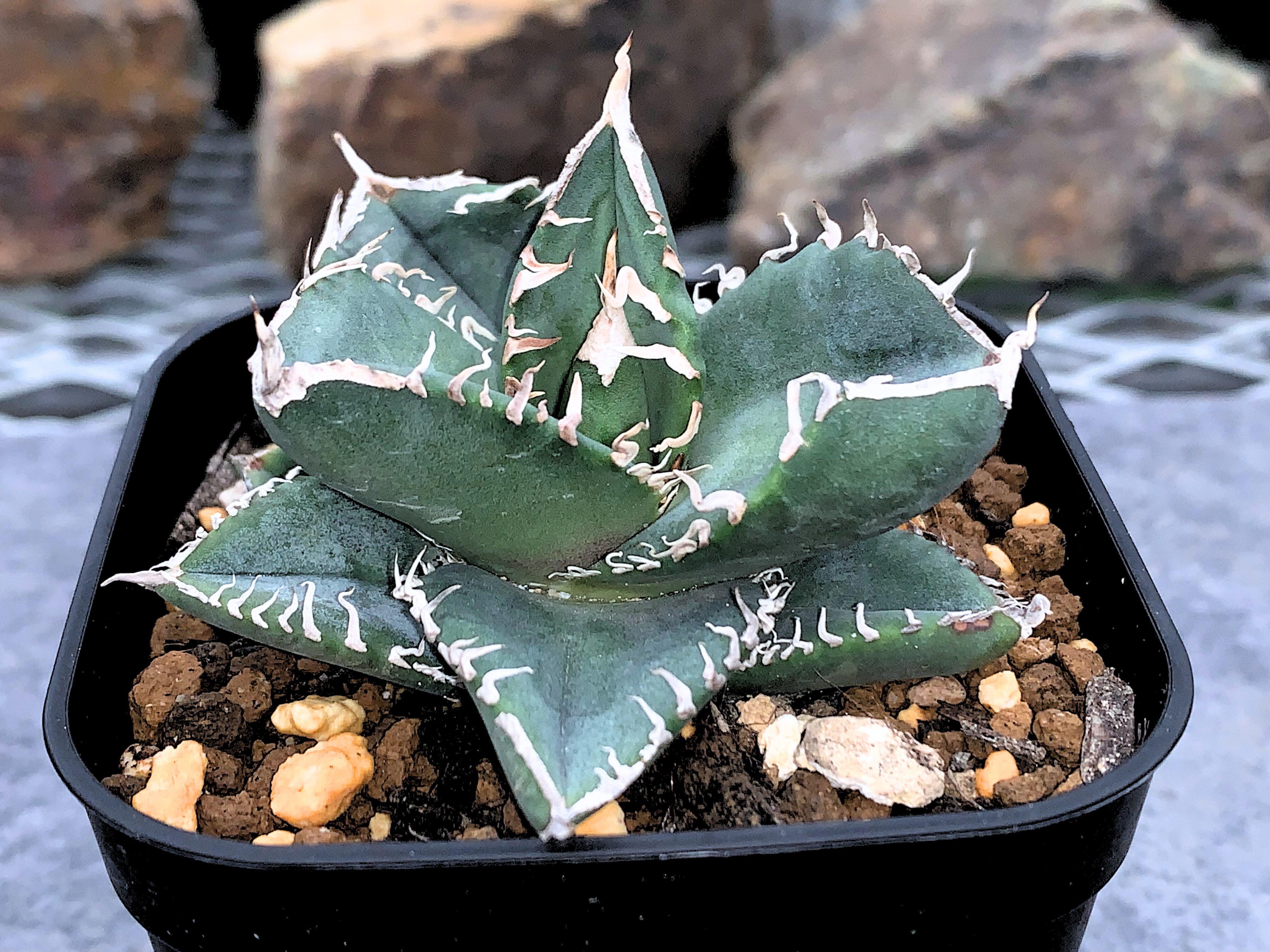 アガベ | CACTUS330