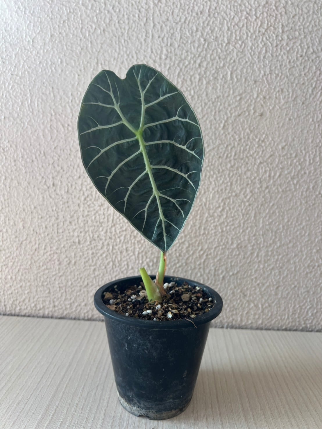 Alocasia Watsoniana Pink var アロカシア ワトソニア ピンク