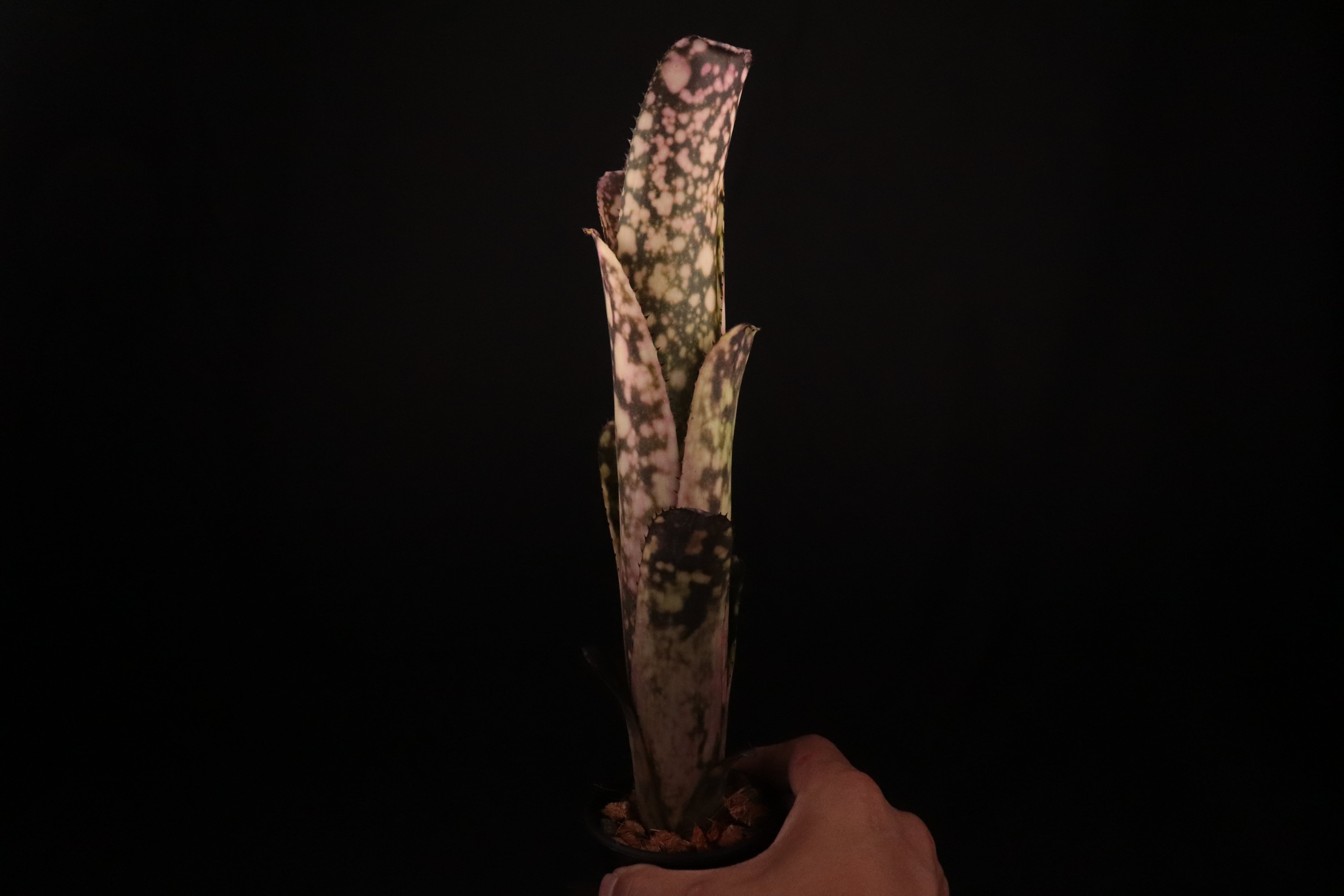 reserved】Billbergia 'Kolan Raspberry Cream'〔ビルベルギア〕現品