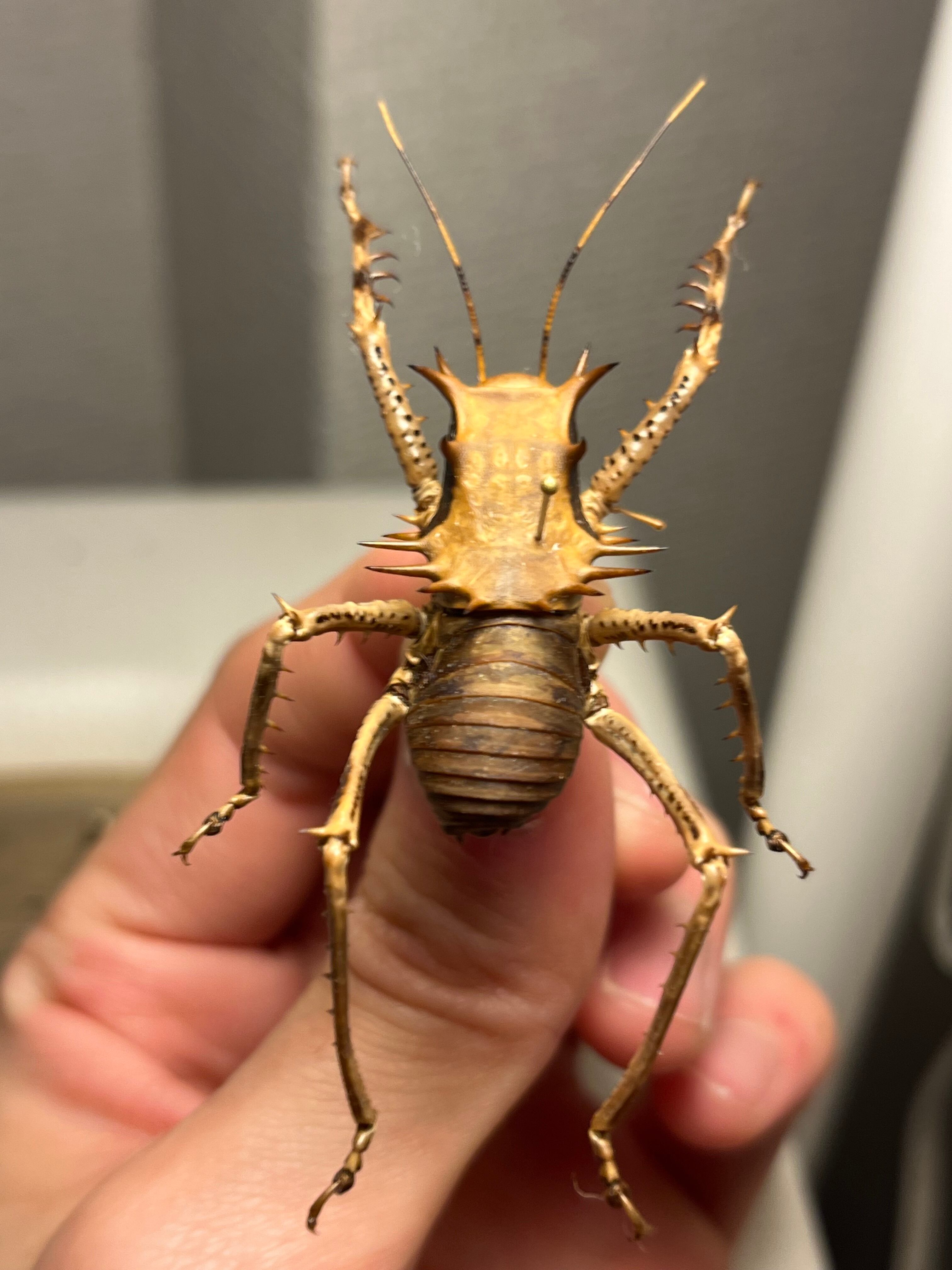 33mm】アーマードクリケット 武装コオロギ ドラゴンヘッドコオロギ