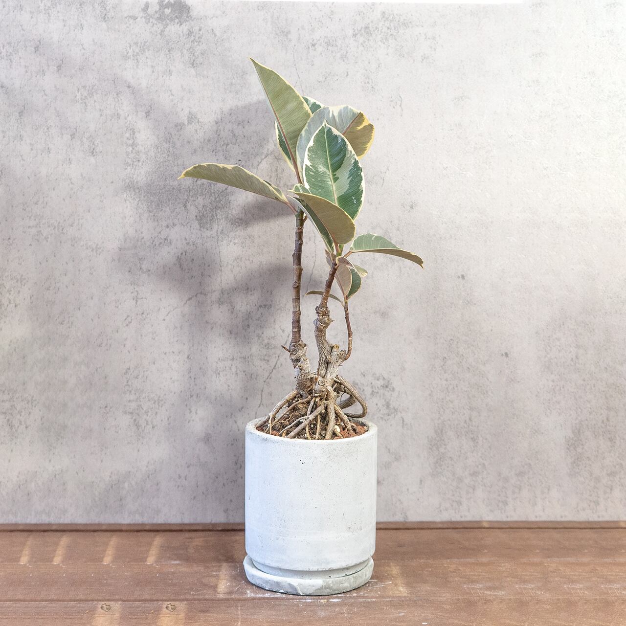 レア株|フィカス・ティネケ|絡み合う根元とトリコロールの葉が美しい観葉植物【虫発生抑制/手作りモルタル鉢】