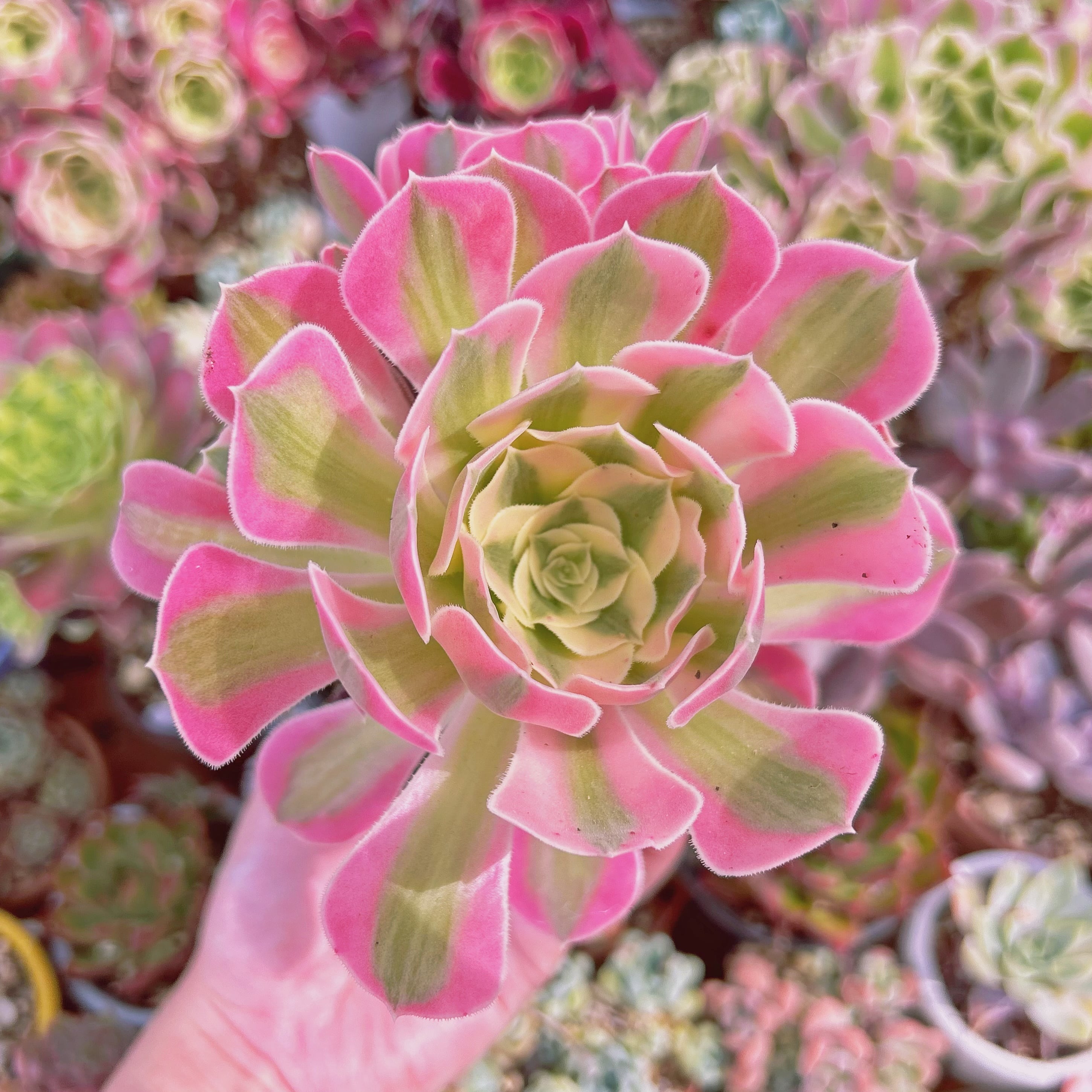 #3027現物　多肉植物　アフラダイティ　特大　抜き苗