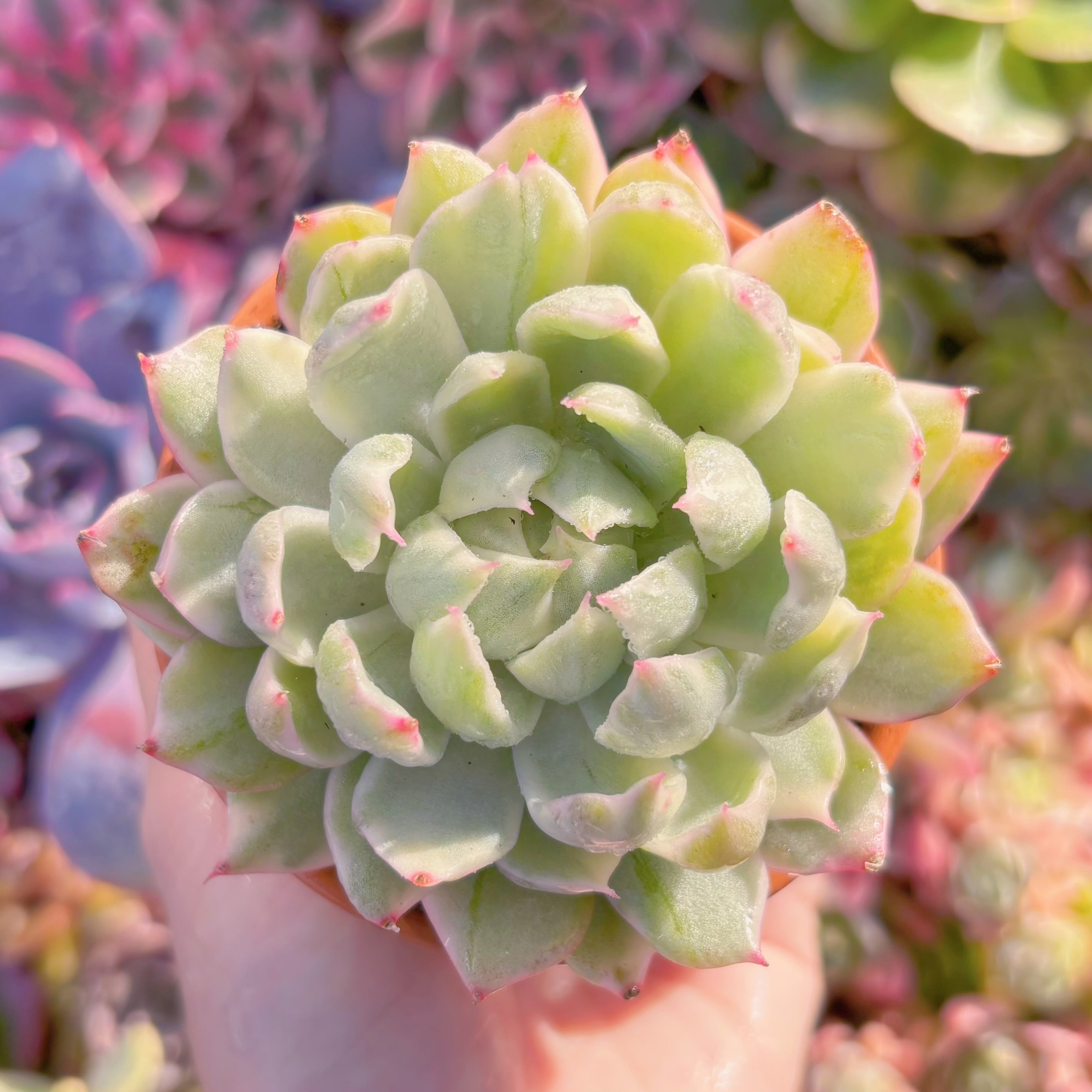 現品　雪白マリア錦#A12　るる農園