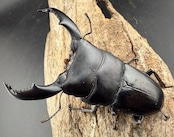 【WD】《スマトラオオヒラタ ベンクール産 88mm ペア》