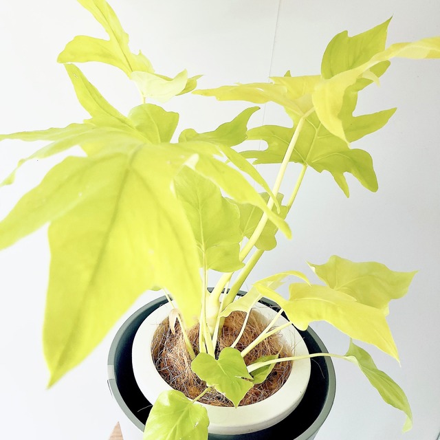 フィロデンドロン セロームゴールド 観葉植物 calm cafe