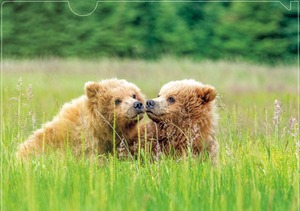 CF_bear_twins