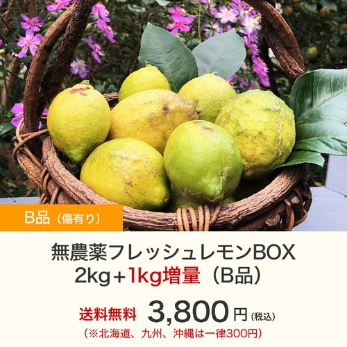 無農薬フレッシュレモンBOX 2kg+1kg増量送料込み（B品）【2月中〜下旬以降収穫予定分】