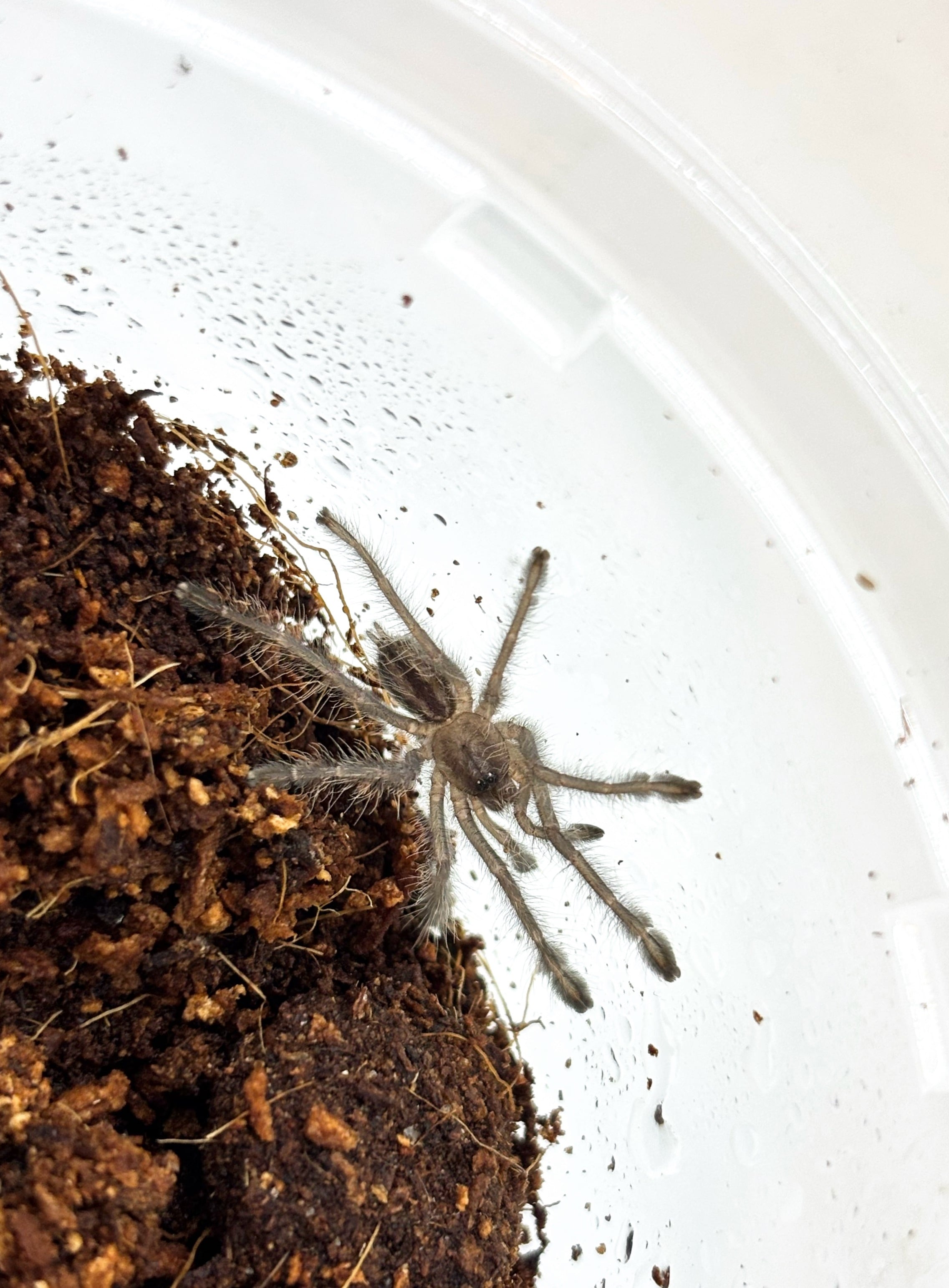 グーティーサファイアオーナメンタル Poecilotheria metalica 1匹