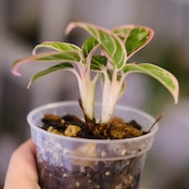 アグラオネマ ロータス ディライト / Aglaonema Lotus Delight⑥ / 観葉植物<育て方・花言葉>