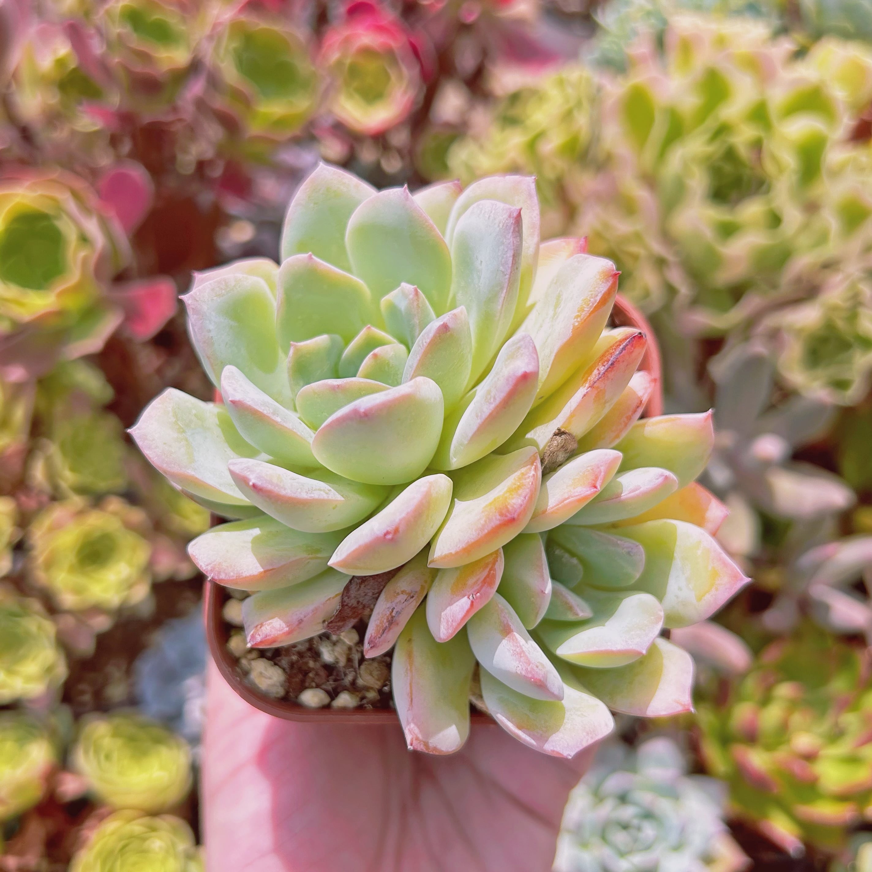 現物　多肉植物　メキシコポルデンシスxモンロー　特大　抜き苗