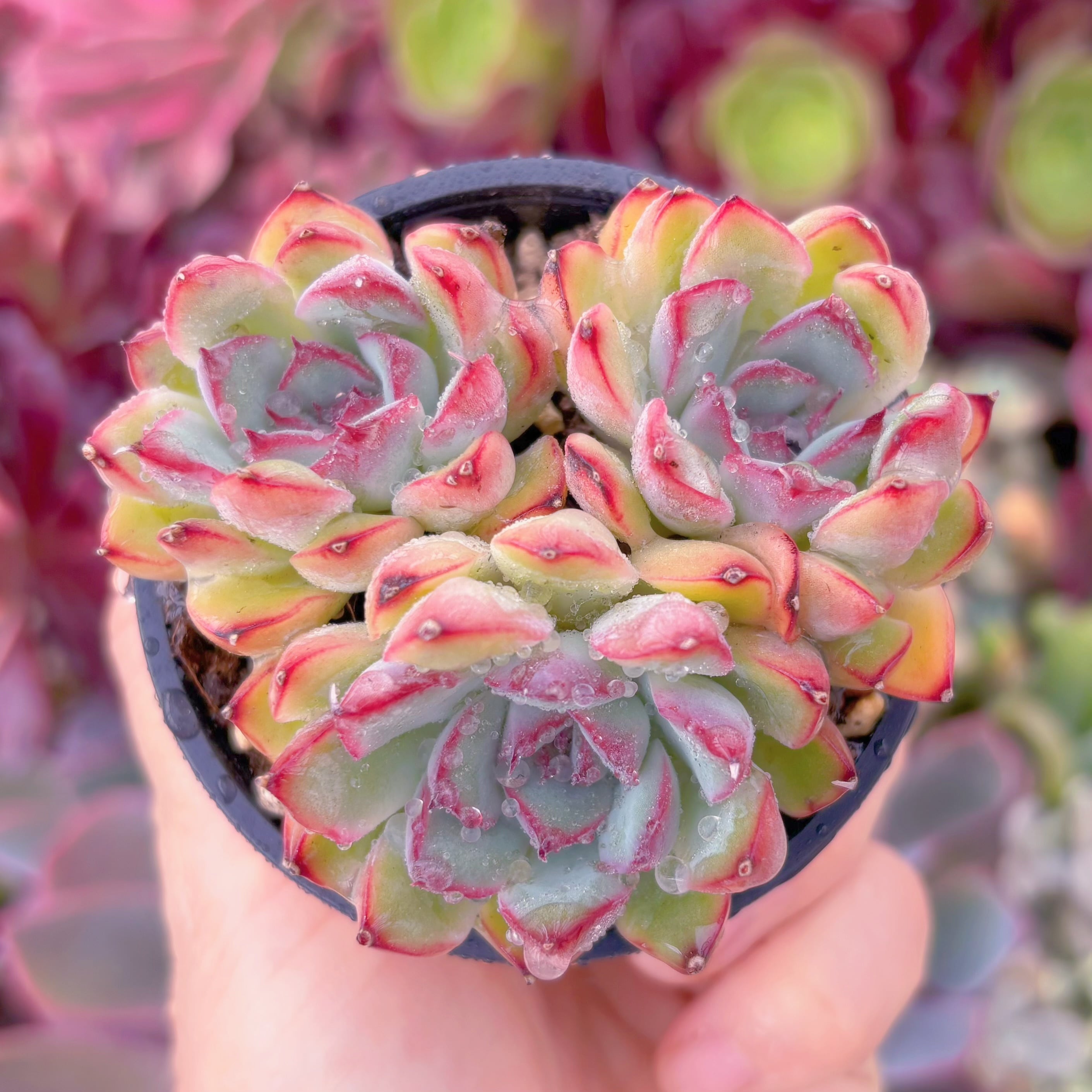 現品　さくらんぼ#852　るる農園