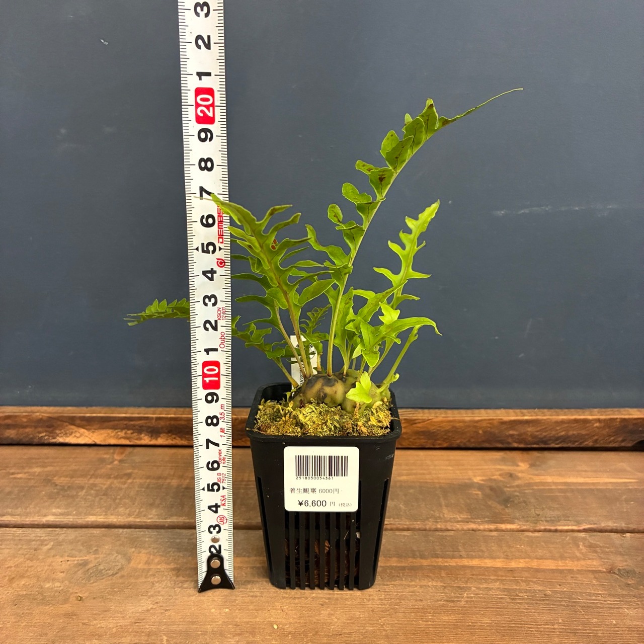 【伊藤蟻】レカノプテリス　Luzonensis Quezon, Luzon【1131】