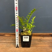【伊藤蟻】レカノプテリス　Luzonensis Quezon, Luzon【1131】