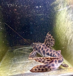 セルフィンキャット×タイガーシャベルノーズ