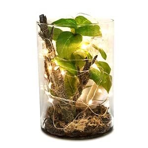 RYUSEN 新里竜子 植物 鉢 植木鉢 RYUSEN 新里竜子 植物 鉢 植木鉢 - メルカリ